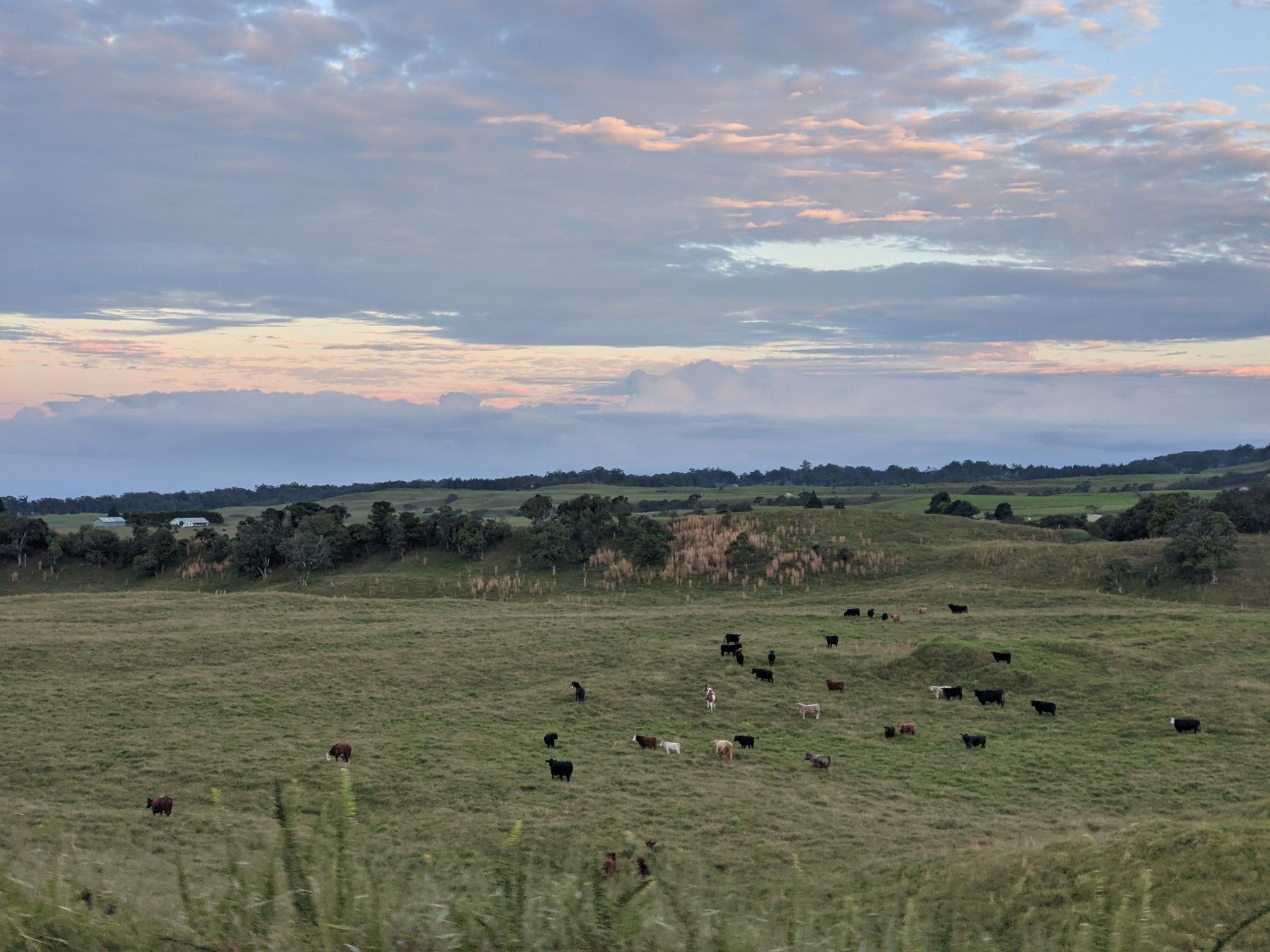 Cattle graze on rolling green hills under a soft, cloudy sky at dusk. - Old Mamalahoa Highway – Old Mamalahoa Highway loop from Puu Pulehu Reservoir Dam