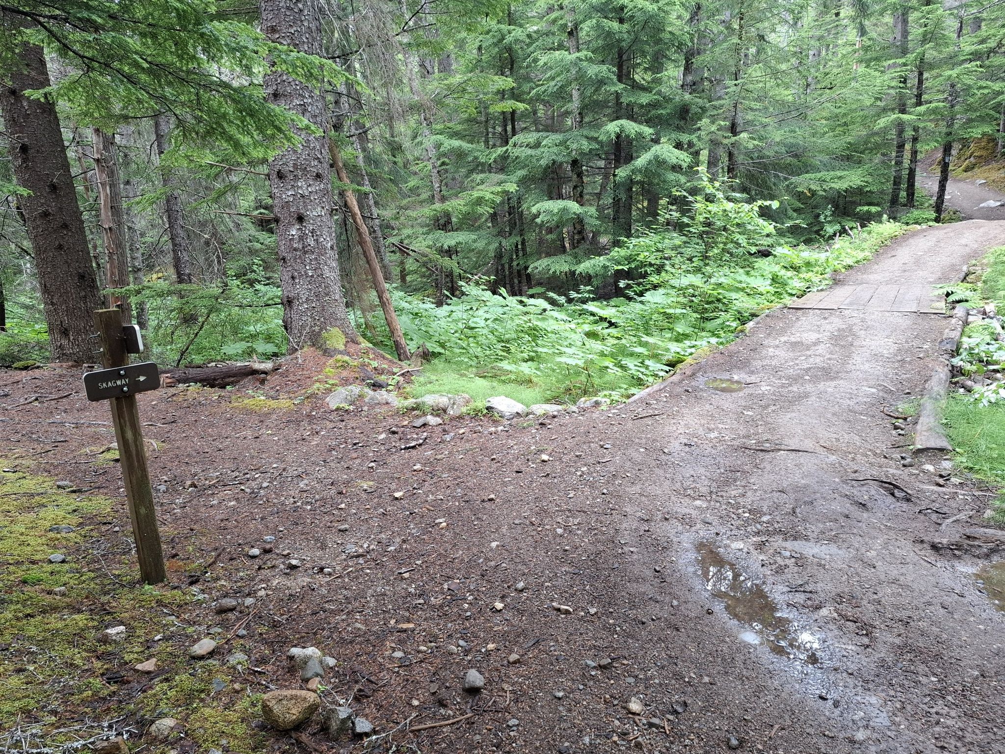 A muddy dirt trail forks in a dense, green forest under overcast skies. - Lower Dewey Lake Loop