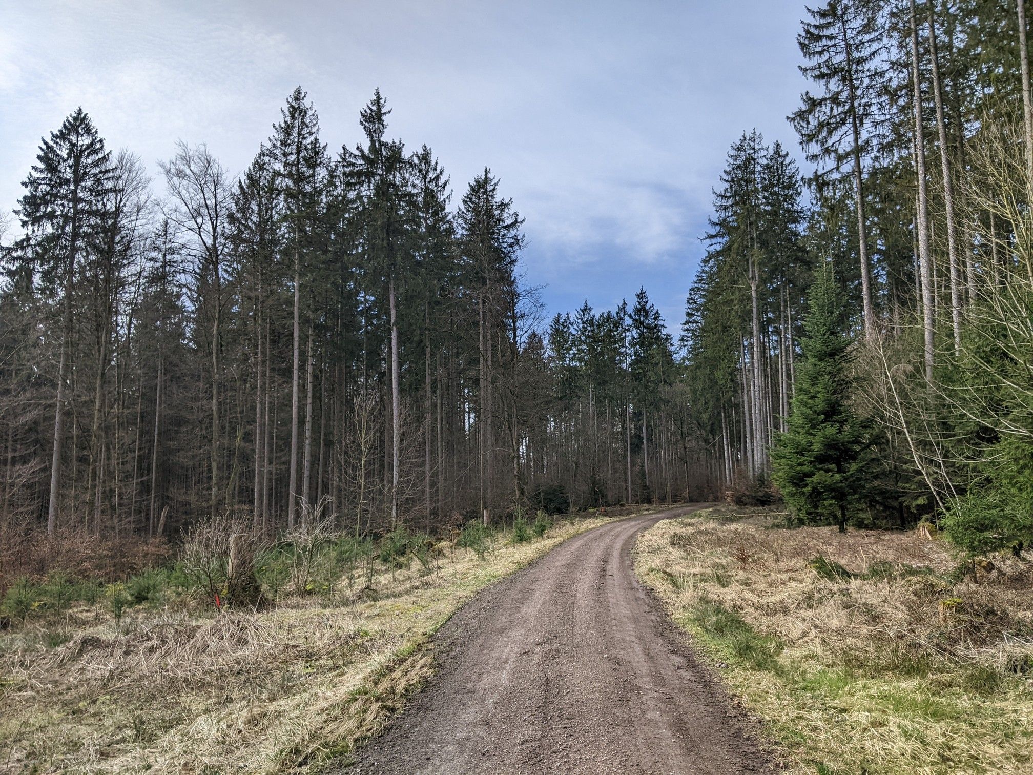 Im Eurasburger Forst