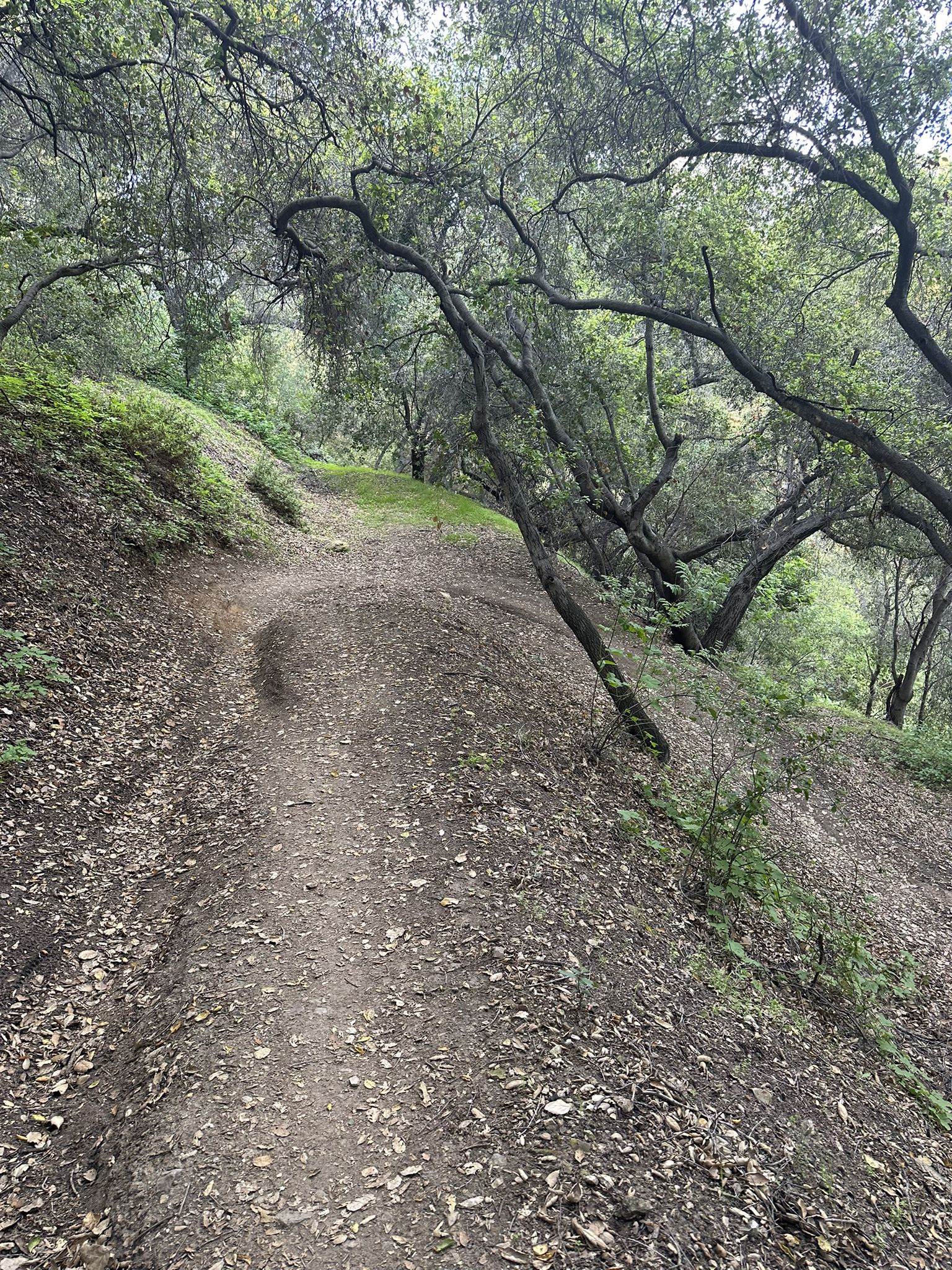 A shaded dirt trail winding uphill through a dense, green forest. - Bonelli Trail