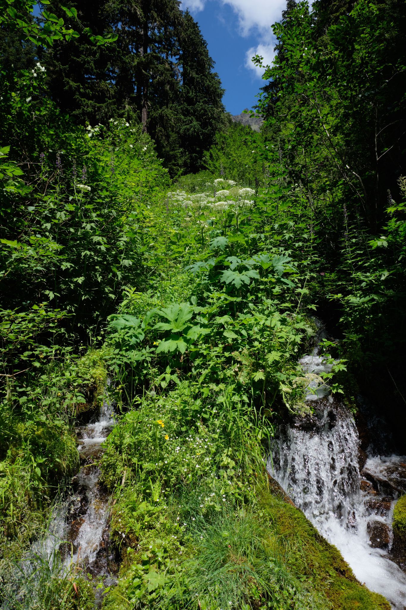 A small waterfall cascades down a lush green, sunlit hillside with tall trees. - Big Quilcene Trail #833