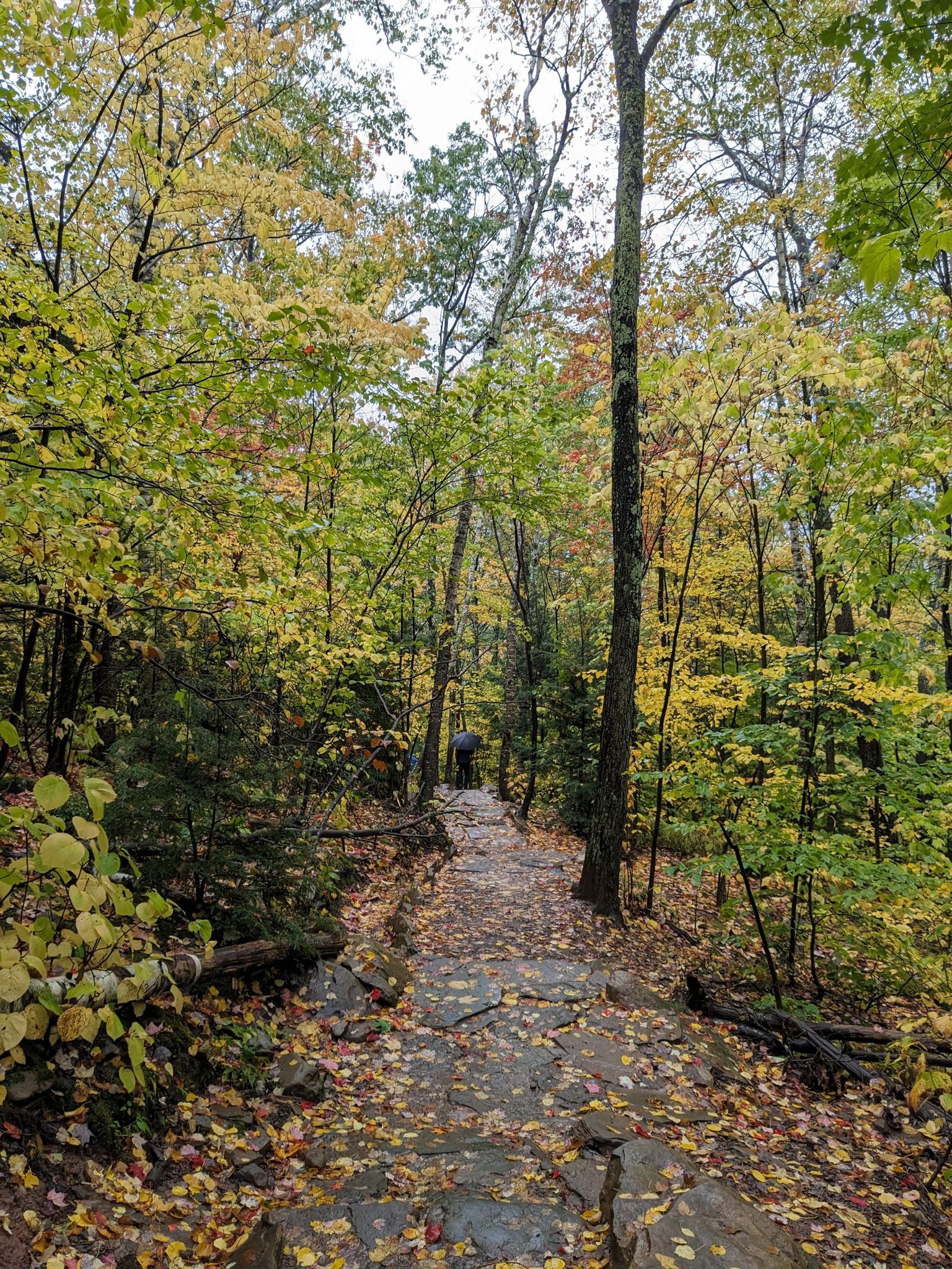 A person walks on a leaf-covered forest path surrounded by vibrant autumn trees. - Kaaterskill Falls loop from Kaaterskill Falls