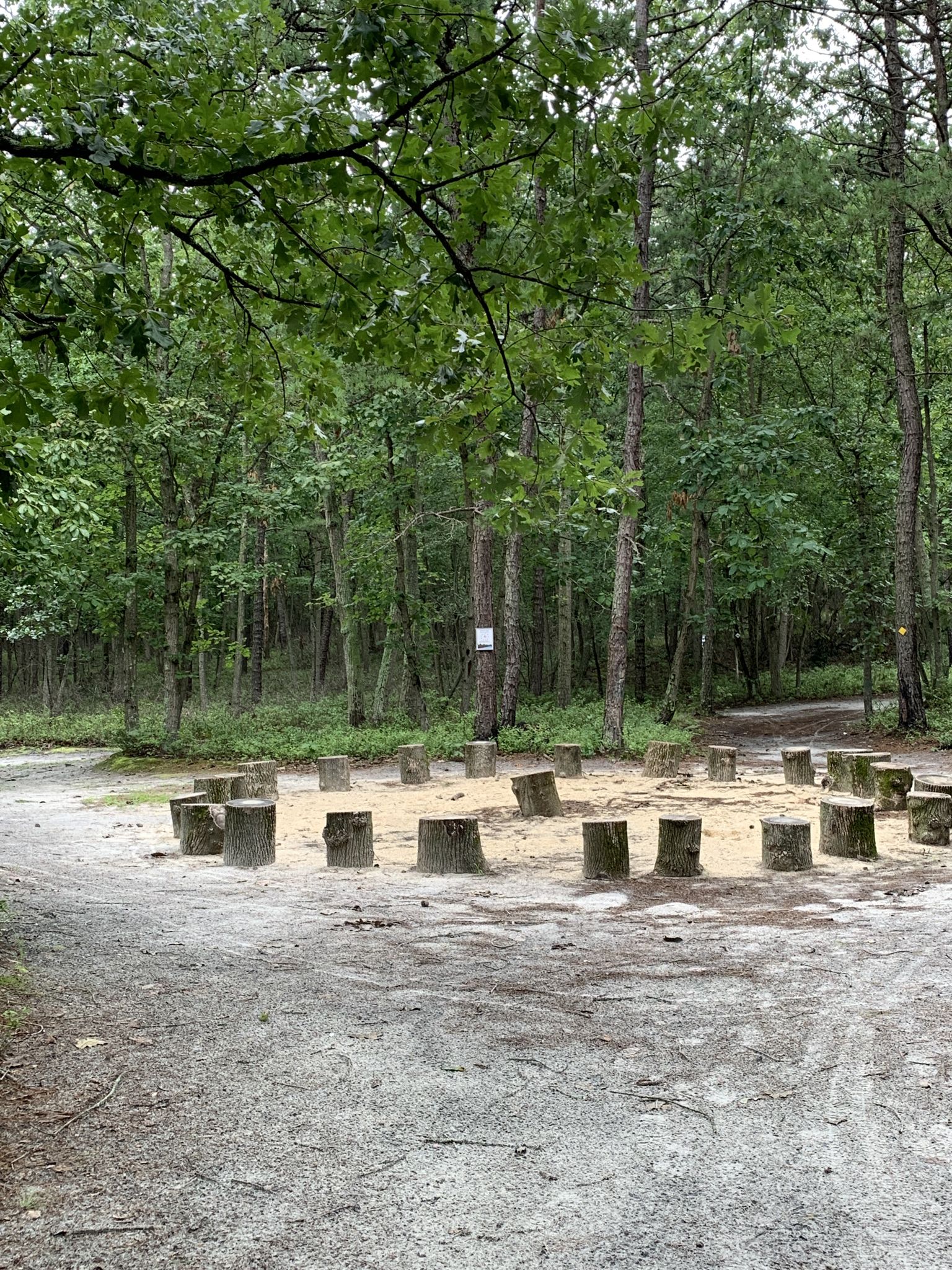 A circle of tree stumps on a sandy clearing in a green forest. - Black Run Preserve loop from Eastern White Cedar Swamp