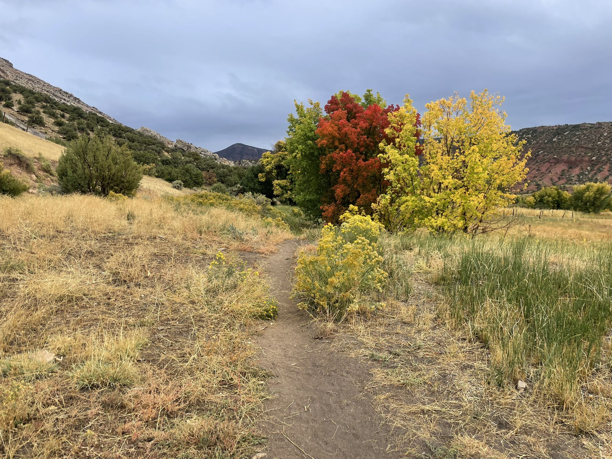 Dirt path through grassy field with colorful autumn trees under cloudy sky. - Box Canyon Trail and Hog Canyon Trail – Dinosaur National Monument