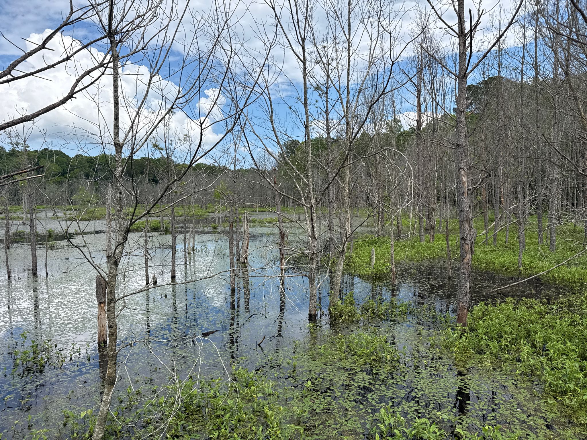 Swampy water with numerous bare trees and green foliage under a cloudy sky. - Virginia Capital Trail