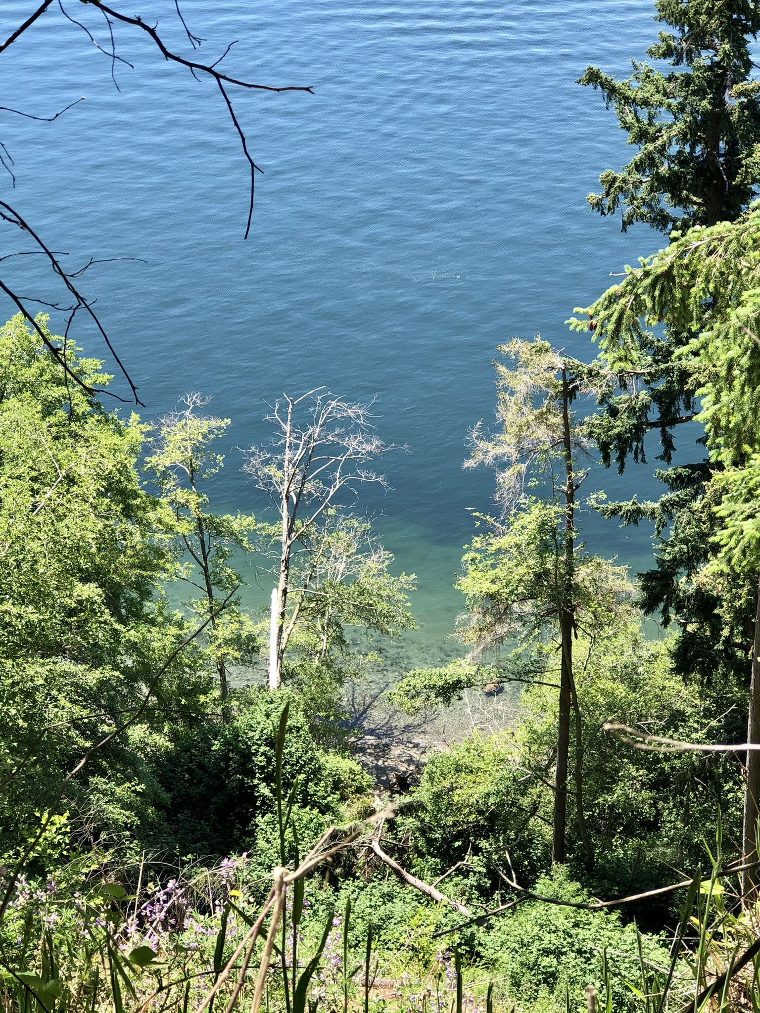 Overlook of clear blue water through green trees, bright daylight. - Outside Loop Trail