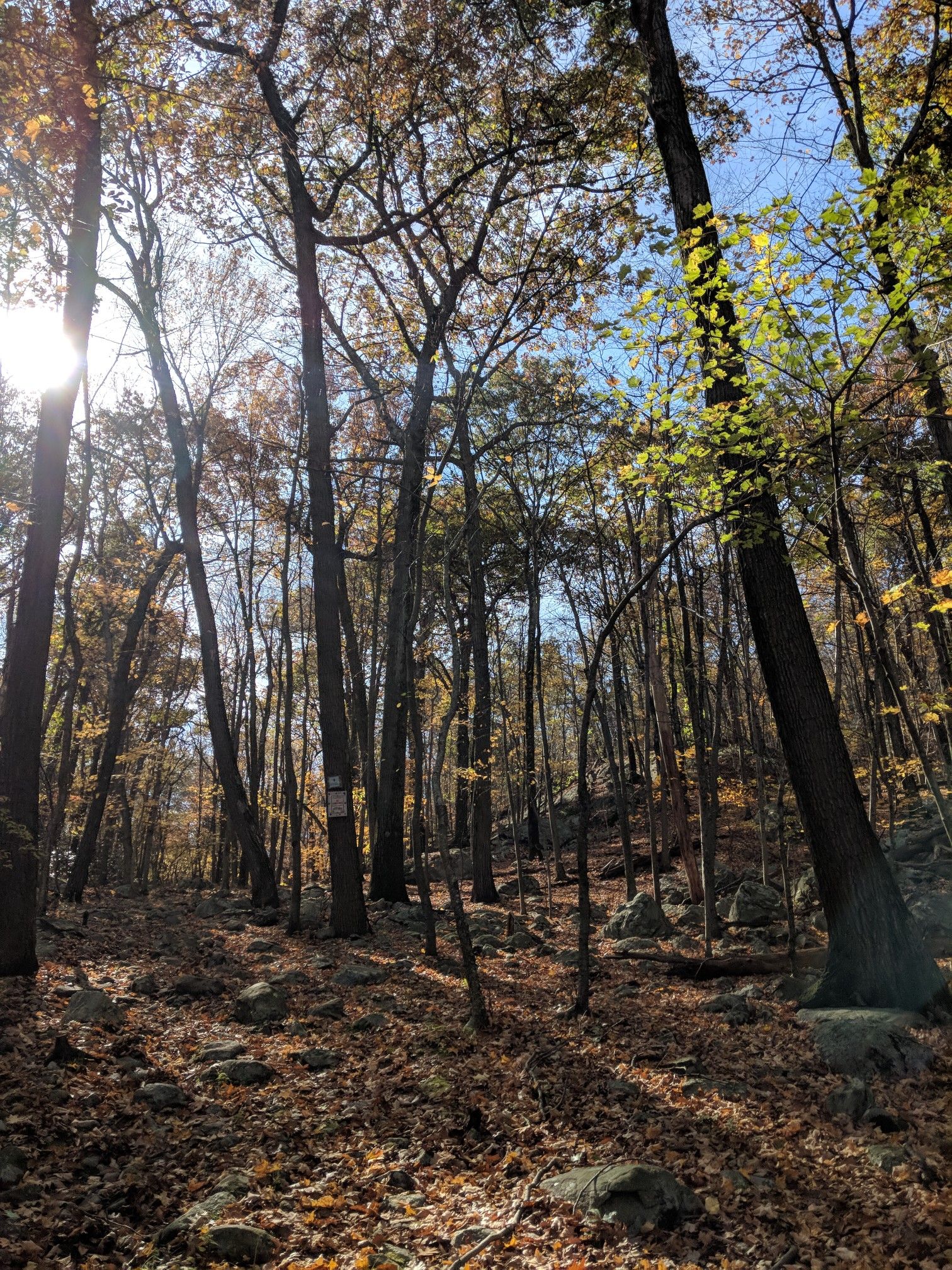 Sunlight streams through tall autumn trees in a forest, illuminating the leaf-covered ground. - Otter Hole – Torne Mountain Viewpoint loop from Bloomingdale