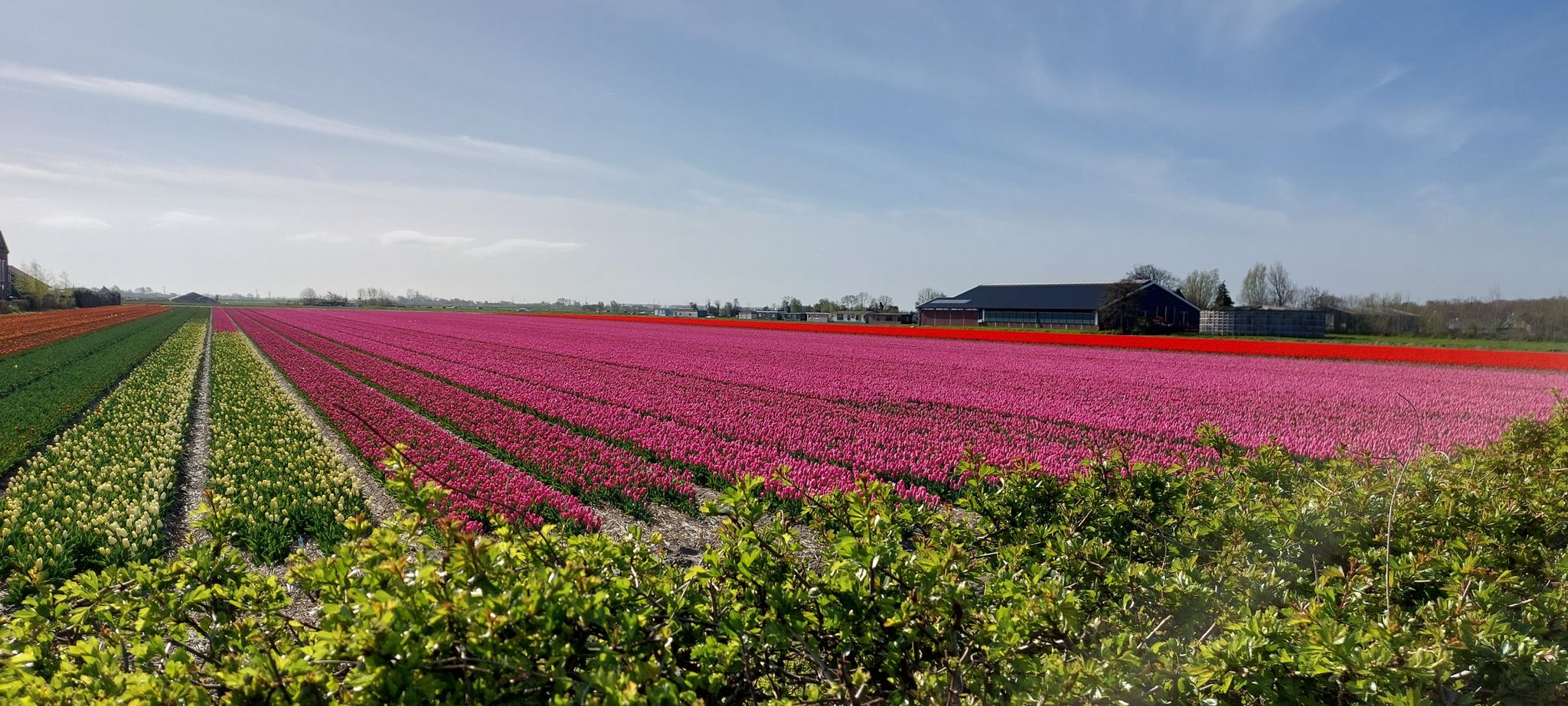 Tulpen bei Leiden