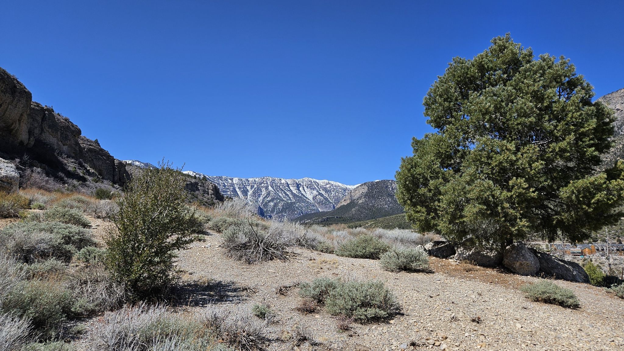 Arid landscape with sparse bushes, a tree, and distant snow-capped mountains. - Escarpment Trail Loop