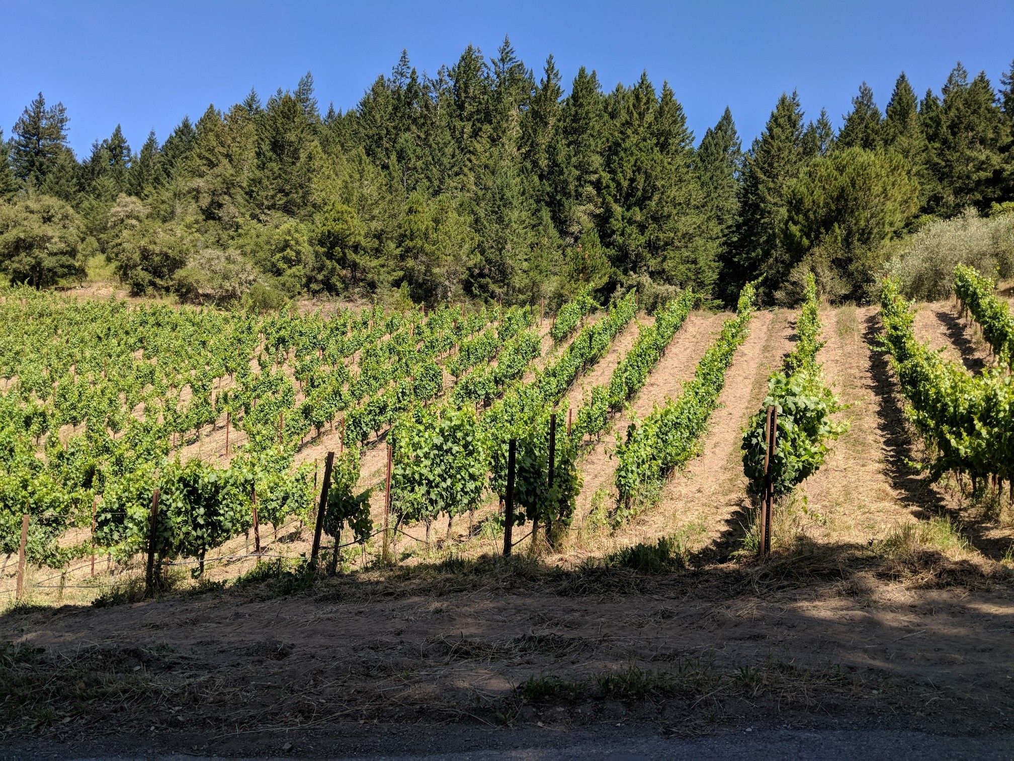 Canyon vinyards