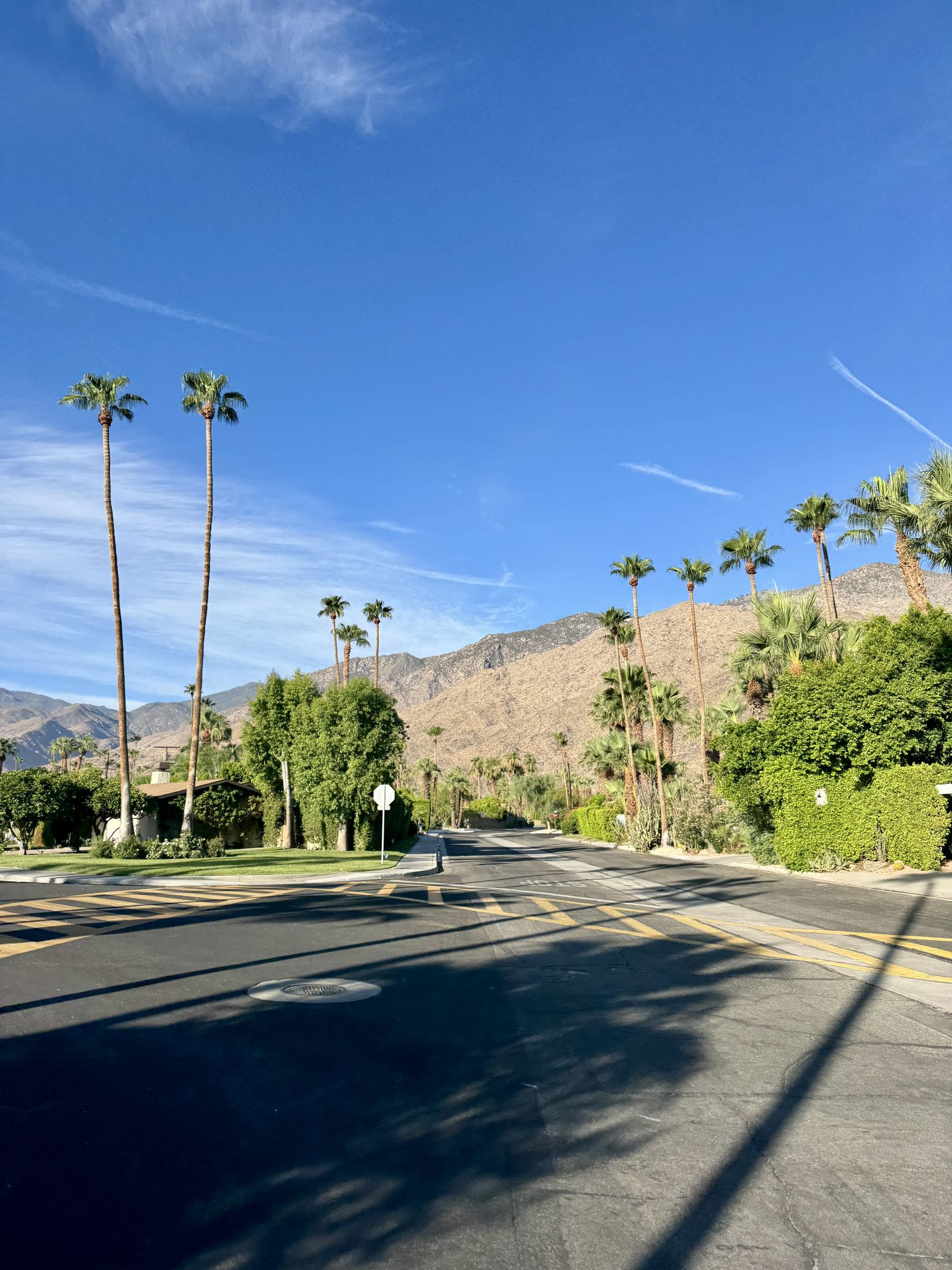 Road lined with tall palm trees, green foliage, and mountains under a blue sky. - Frank Sinatra House – View of Palm Springs loop from Palm Springs