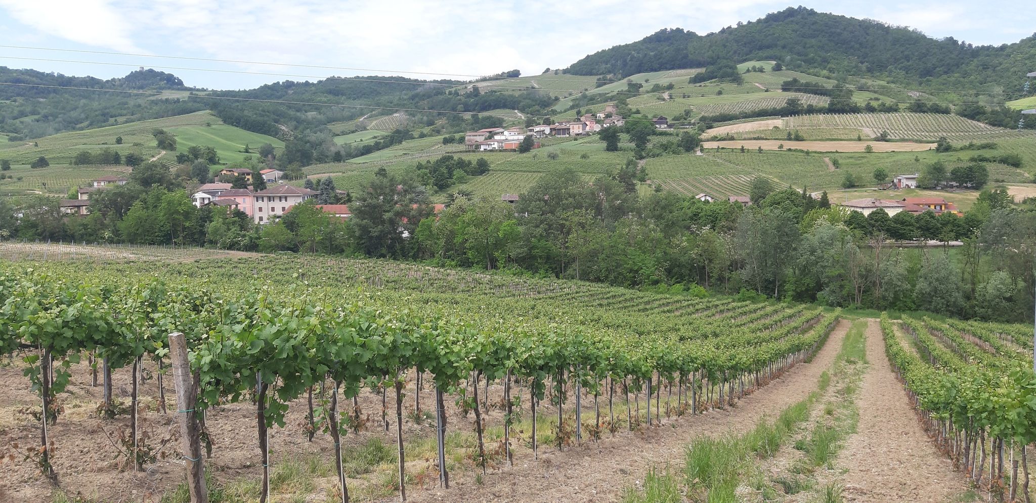 vigneti