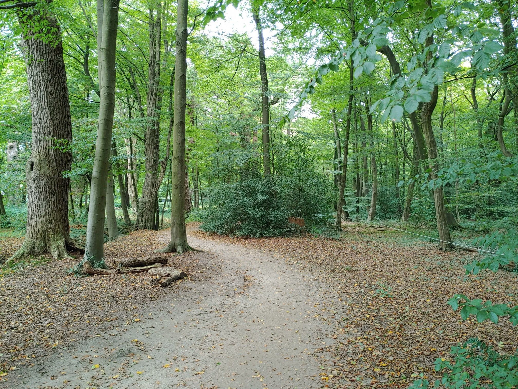 Bentheimer Wald