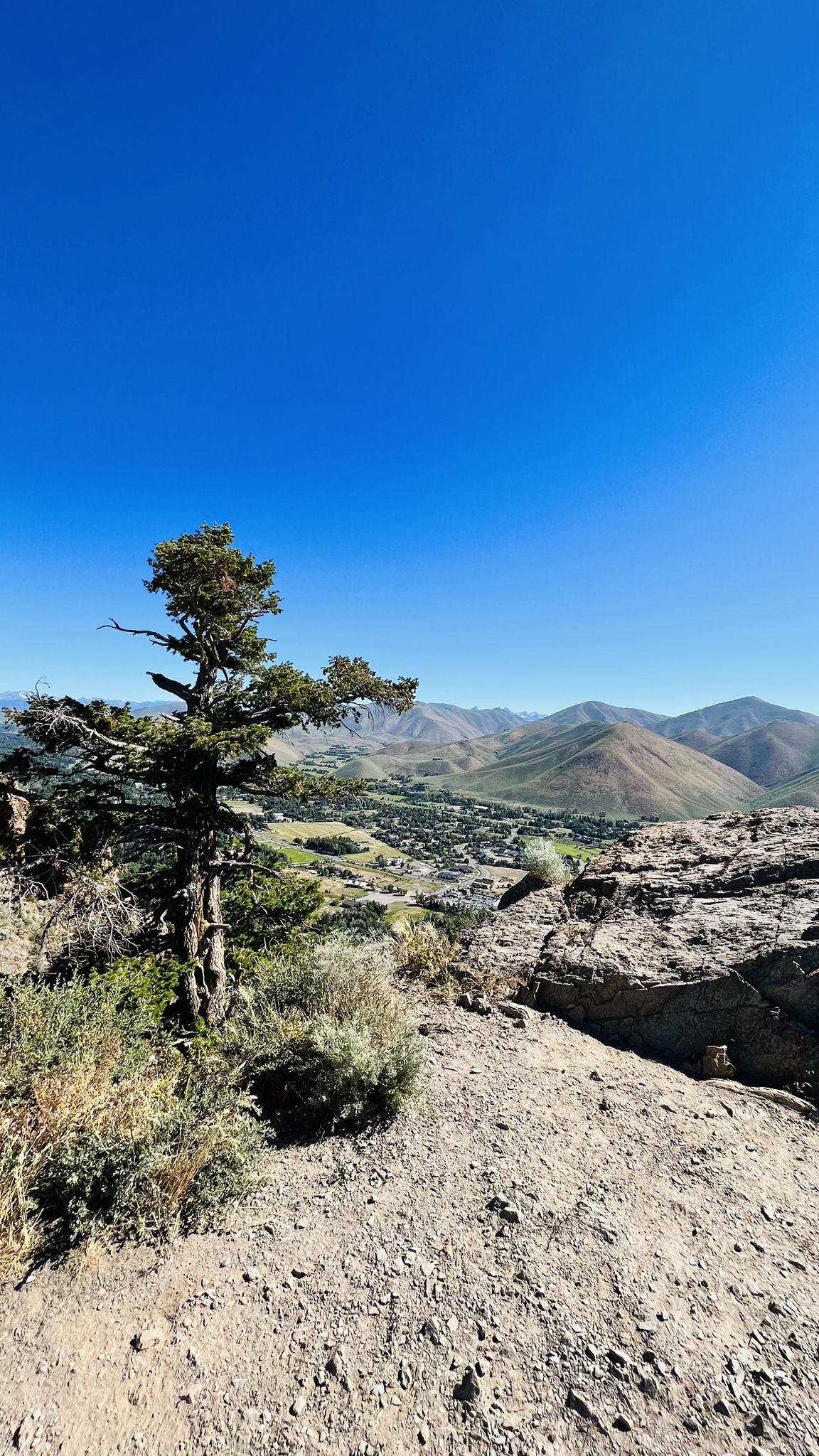Gnarled tree on a rocky cliff overlooking a sunny valley and distant mountains. - Carbonate Mountain Trail