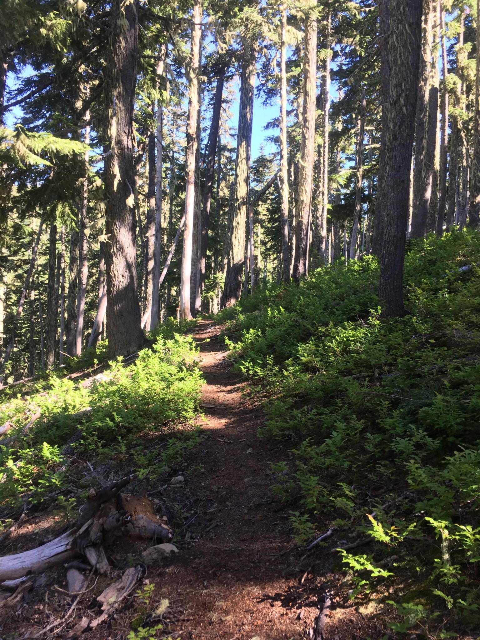 Sun-dappled dirt trail ascending through a forest of tall trees and green bushes. - Frog Lake Trail to Frog Butte Trail