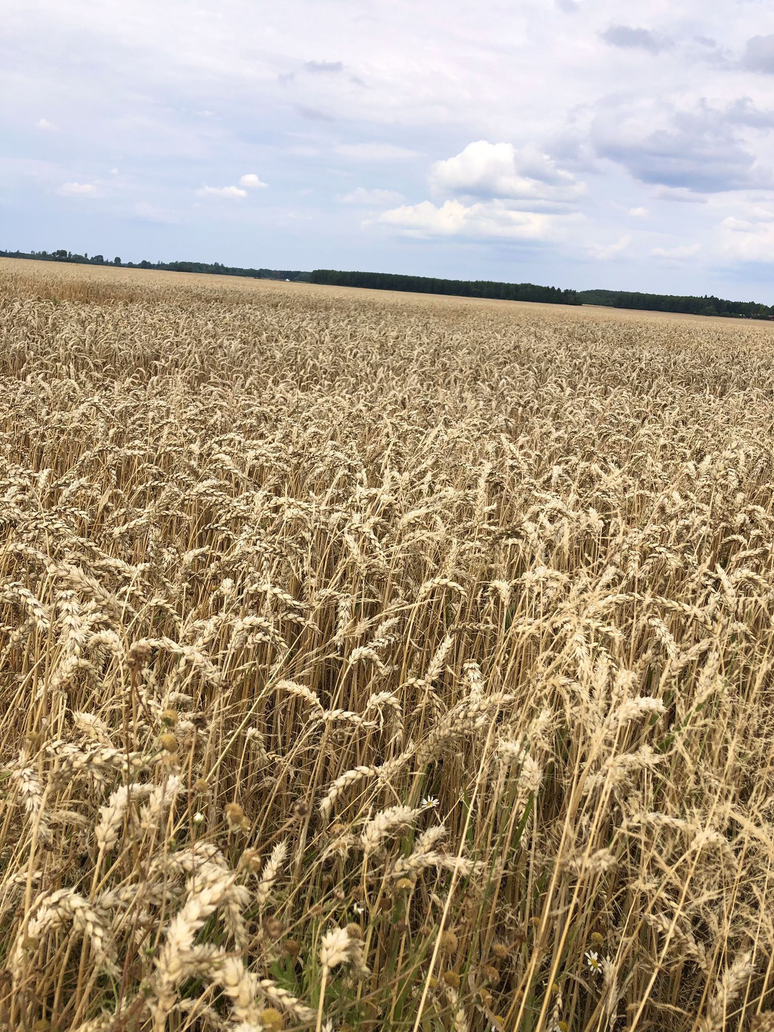 Seit ich in Schweden bin die ersten Felder