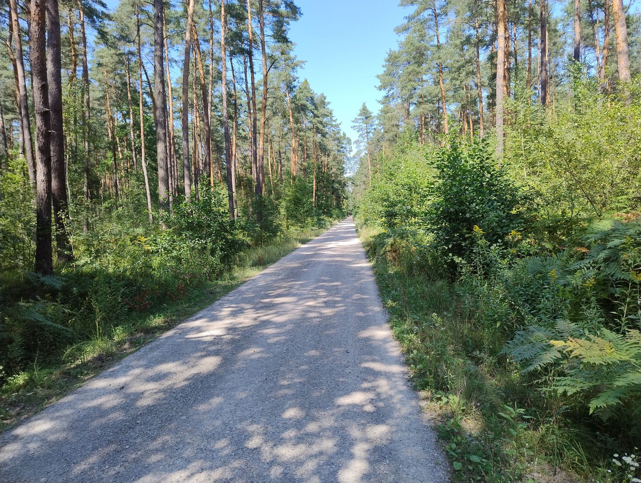 biała droga