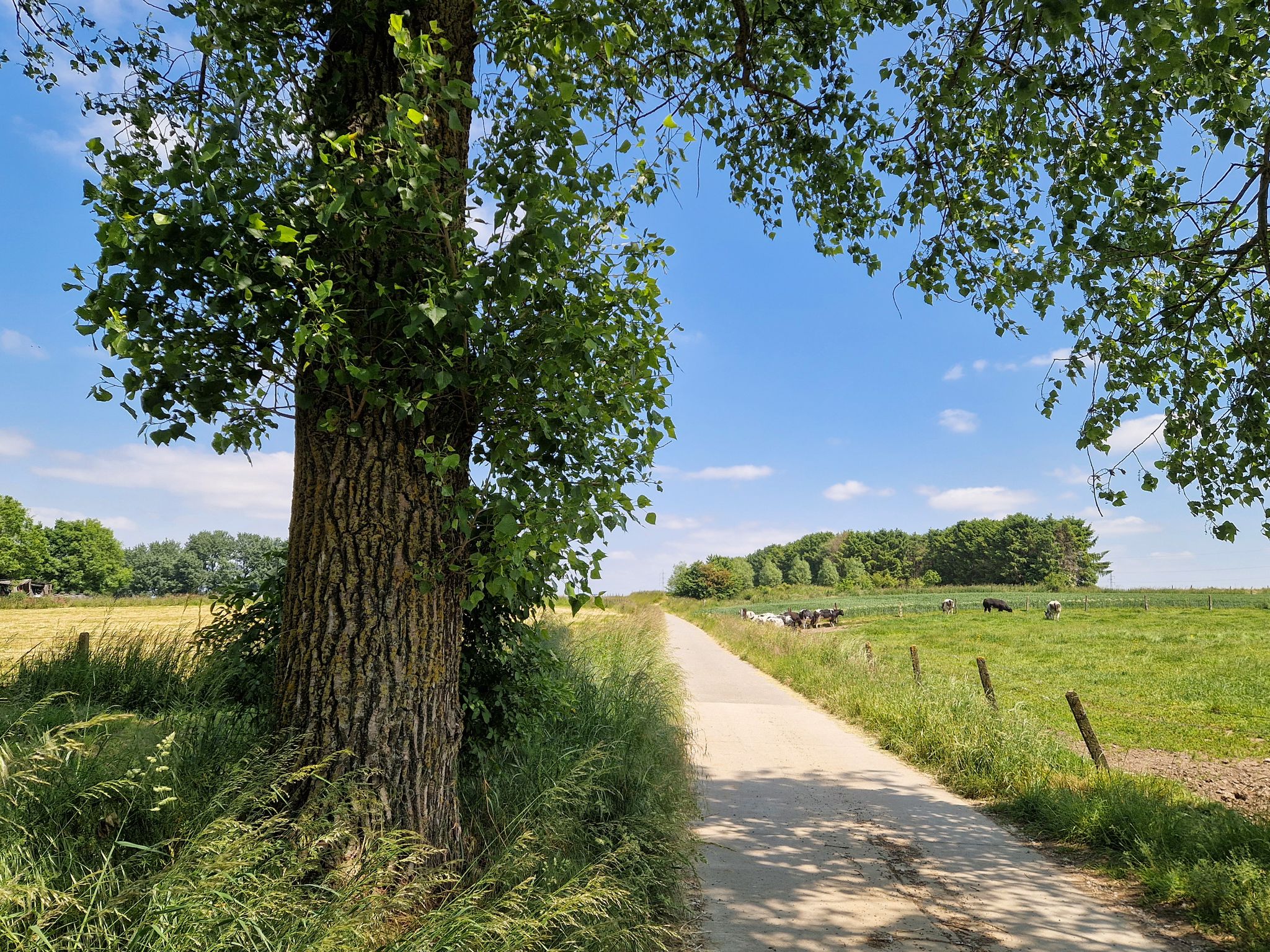 Door het glooiende landschap bij Welle