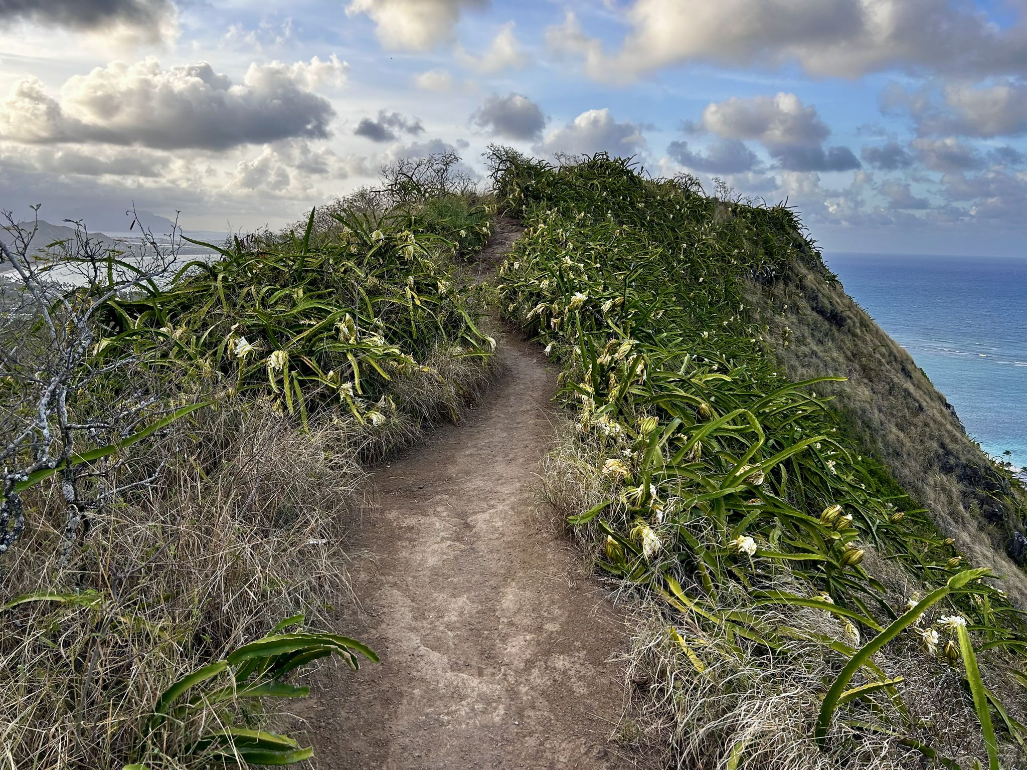 Dirt trail winding up a grassy hill towards the ocean under a cloudy sky. - Lanikai Pillbox No. 2 Viewpoint – Lanikai Pillbox 1 loop from Keolu Drive + Iana Street