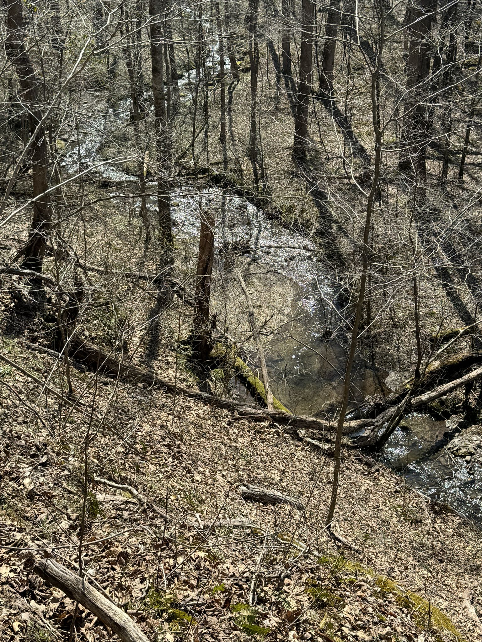 Sunlit stream winding through a bare forest with many fallen leaves. - Old Settlers Trail