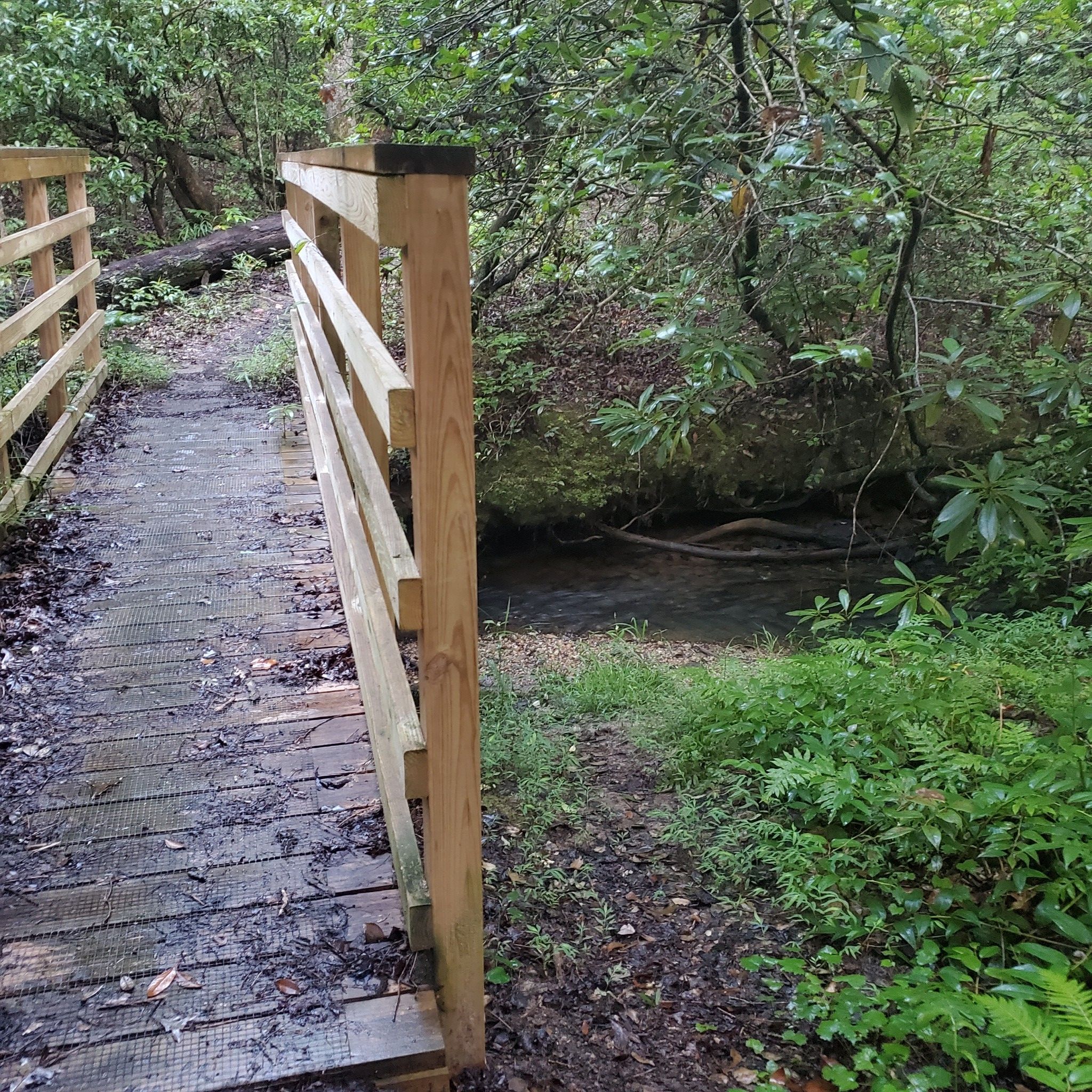 Wooden bridge over a small stream, surrounded by lush green foliage. - Stumphouse Mountain Bike Park Loop