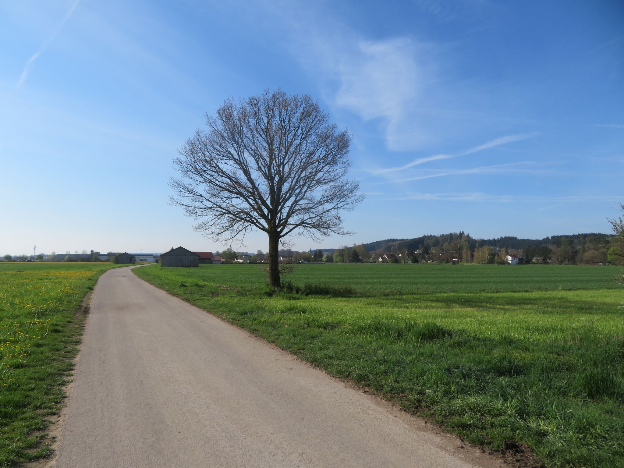 Baum des Tages gleich am Anfang
