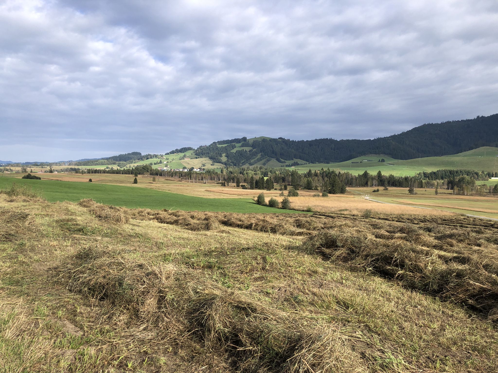 Blick übers Hochmoor Rothenthurm.