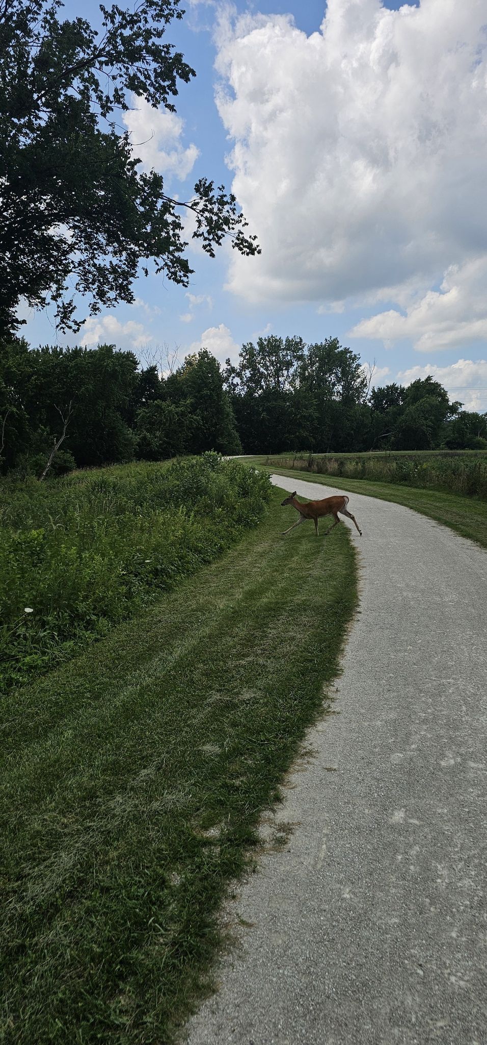 A deer jumps across a paved path in a sunny, grassy landscape. - Salt Creek Greenway – Green Lake loop from Lombard