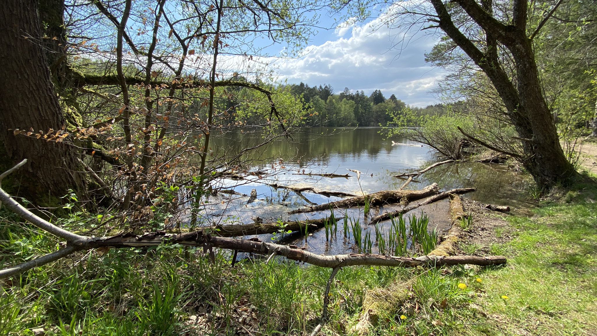 Spickelweiher