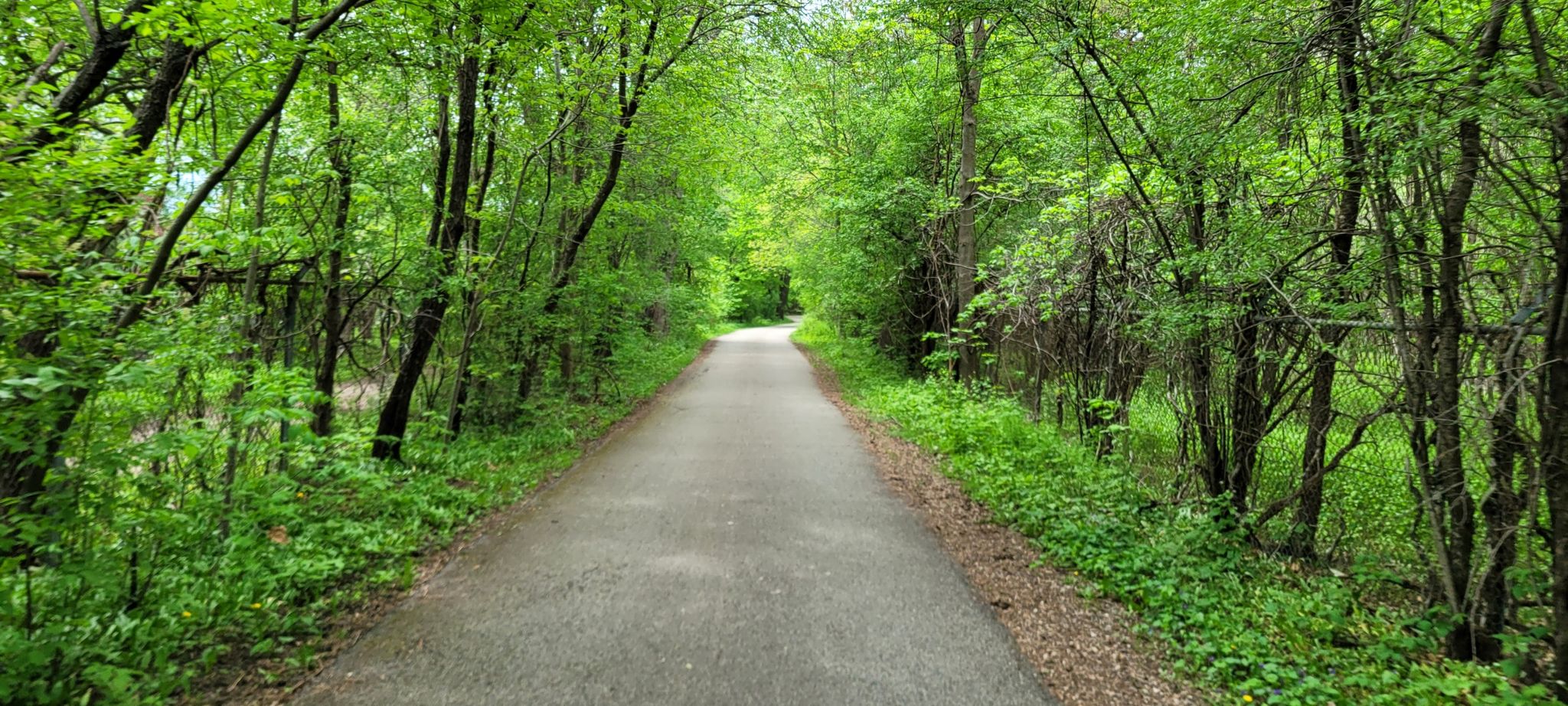 Paved path through a lush green forest, bright daylight. - North Branch Trail Loop