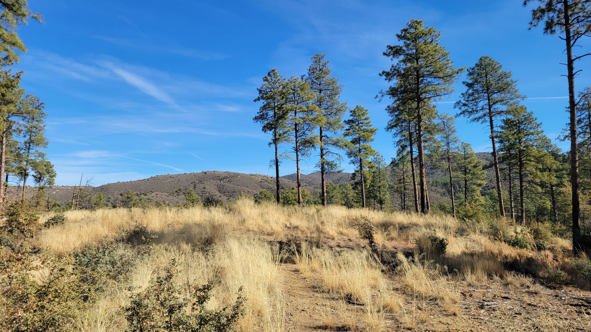 Sunny dirt path through tall golden grass and pine trees under a blue sky. - 1930s Reservoir Pipeline – Upper Goldwater Lake loop from Bean Peaks