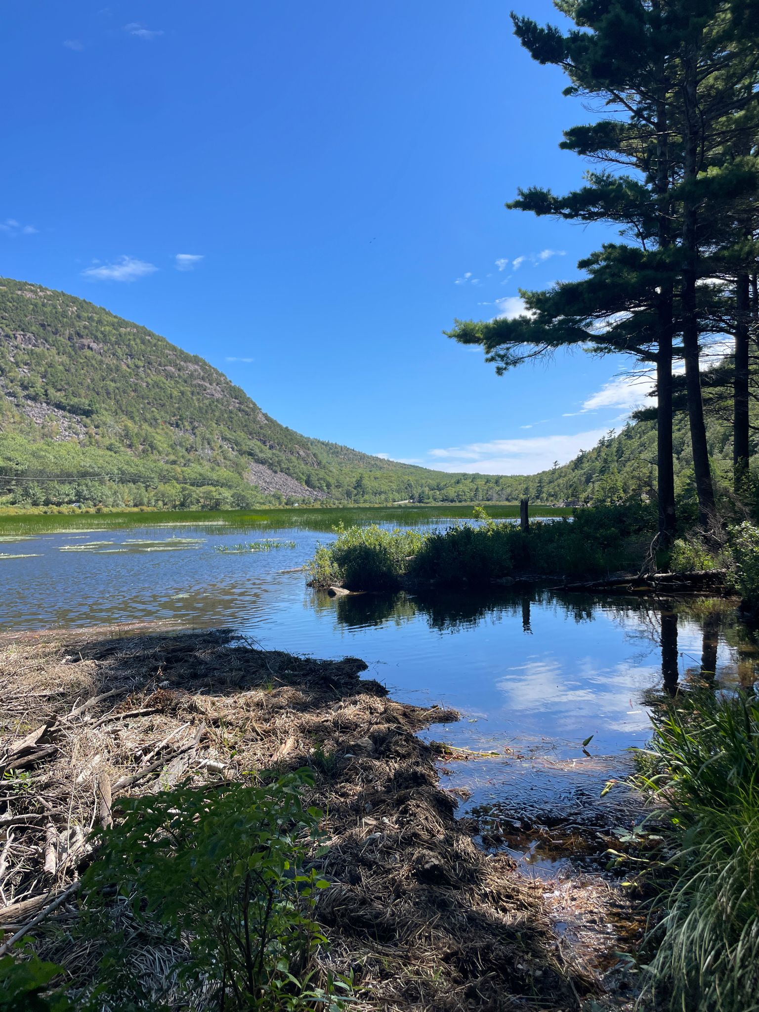 Calm lake with green reeds, surrounded by forested mountains, bright sunny day. - Mount Desert Island Marathon