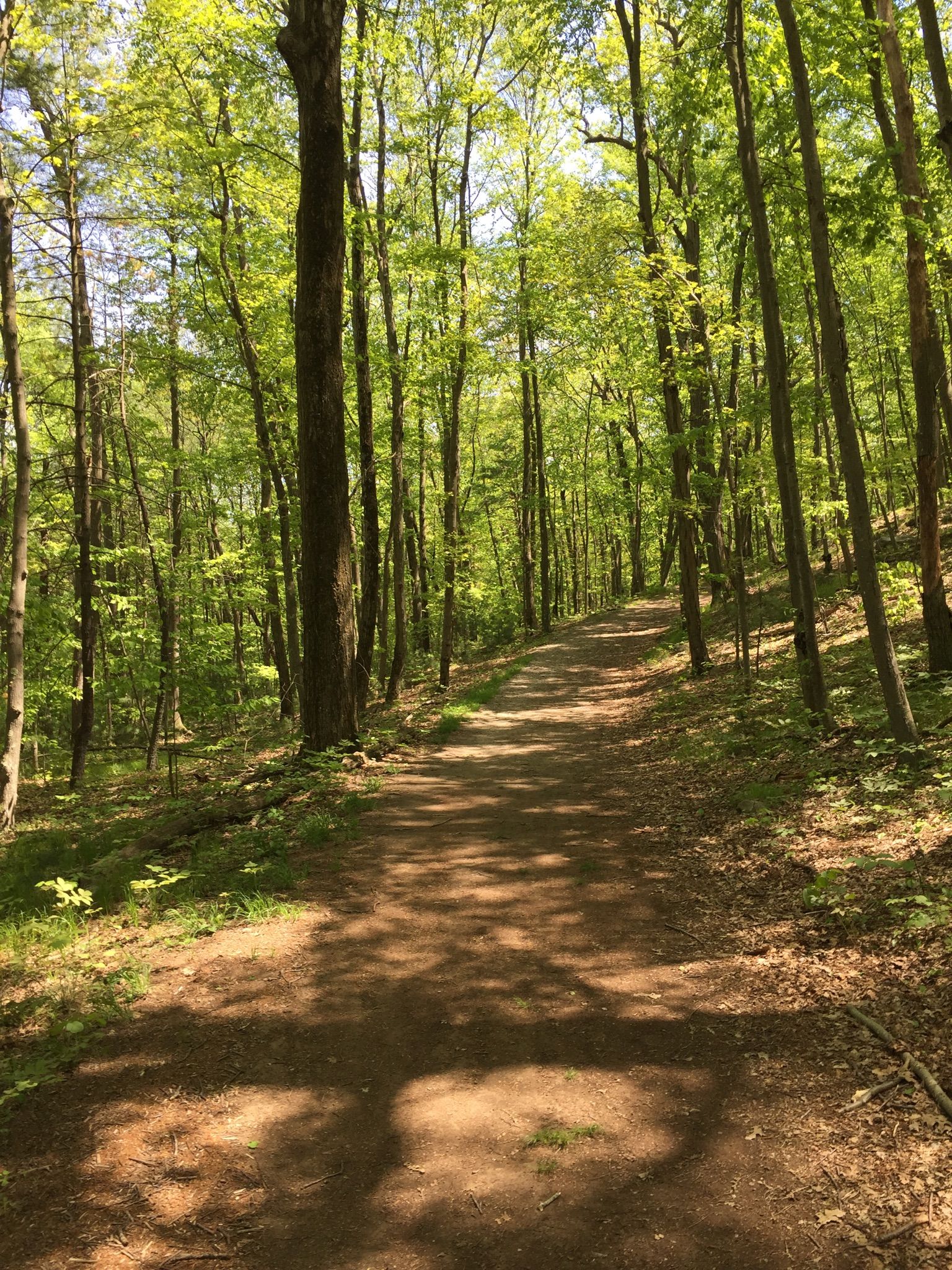 A winding dirt path through a sunlit forest with tall green trees. - Summit Road – Wolcott Path loop from Eustis Estate Museum and Study Center