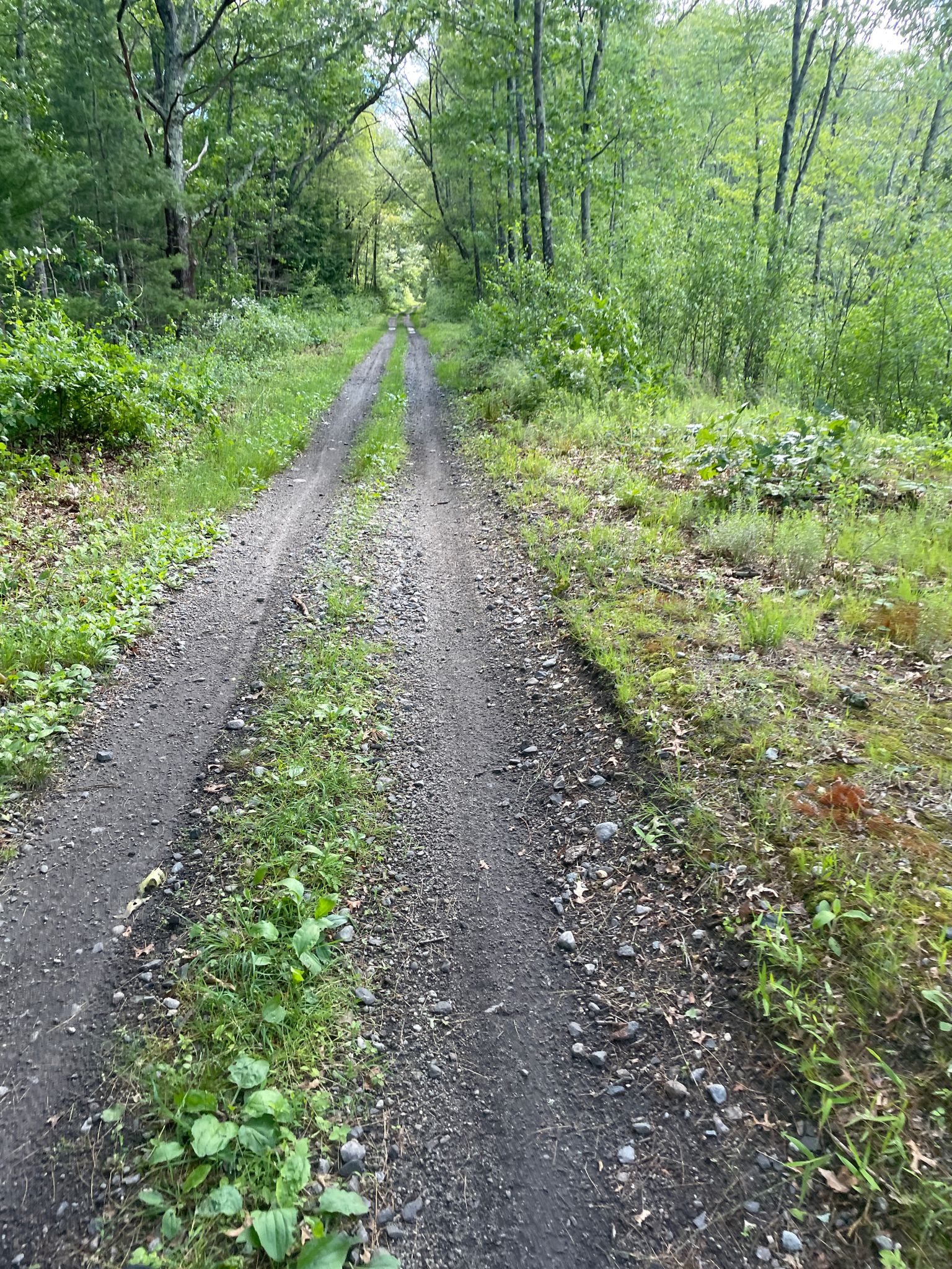 A dirt road with tire tracks leads through an overgrown green forest. - Air Line State Park Trail
