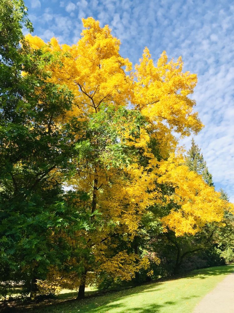 Tall trees with vibrant yellow and green leaves against a bright blue sky. - Arboretum Loop Trail