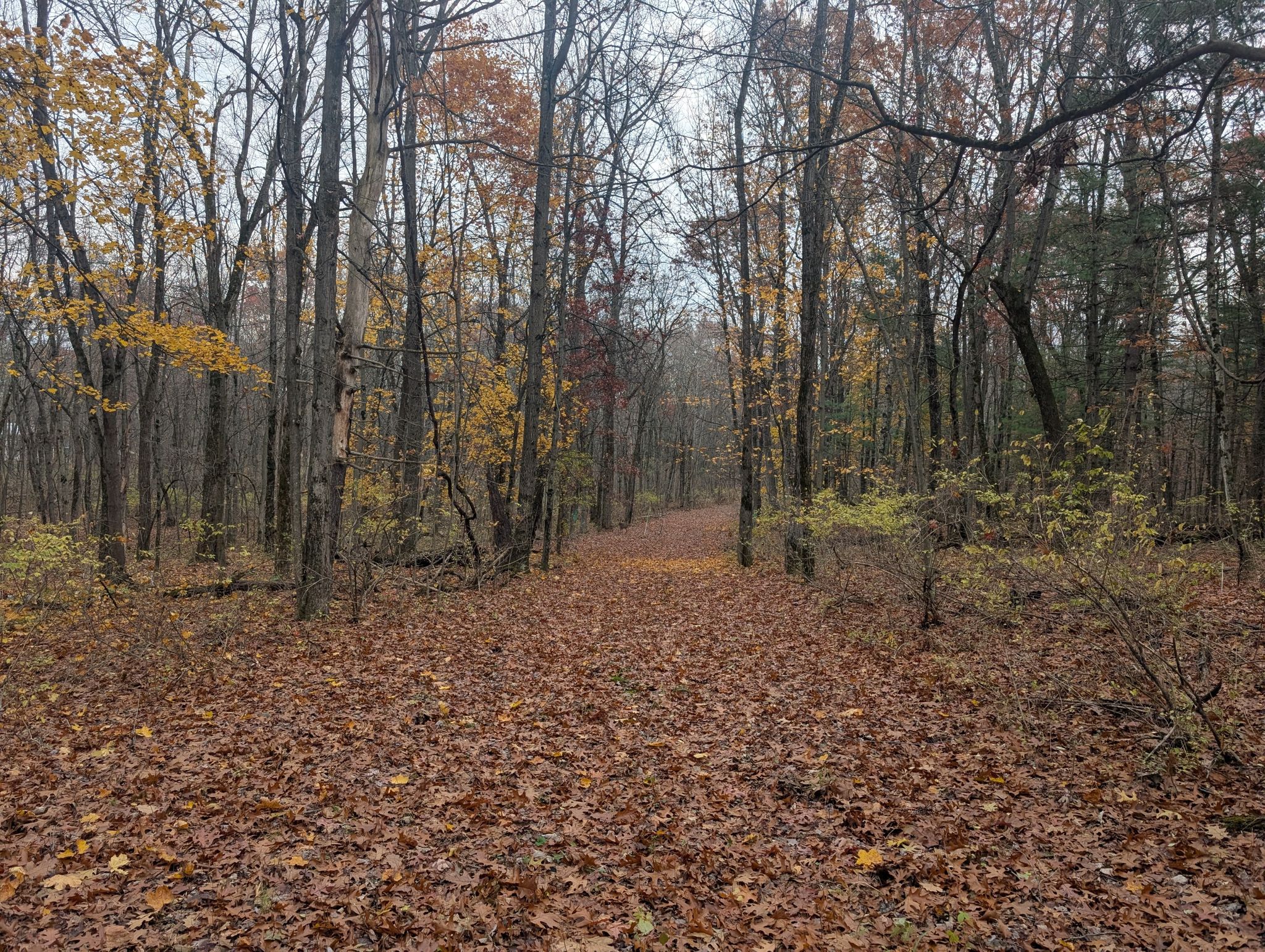 Autumn forest path covered in brown leaves, tall trees, overcast sky. - Hiking loop from H. G. Reist Wildlife Sanctuary