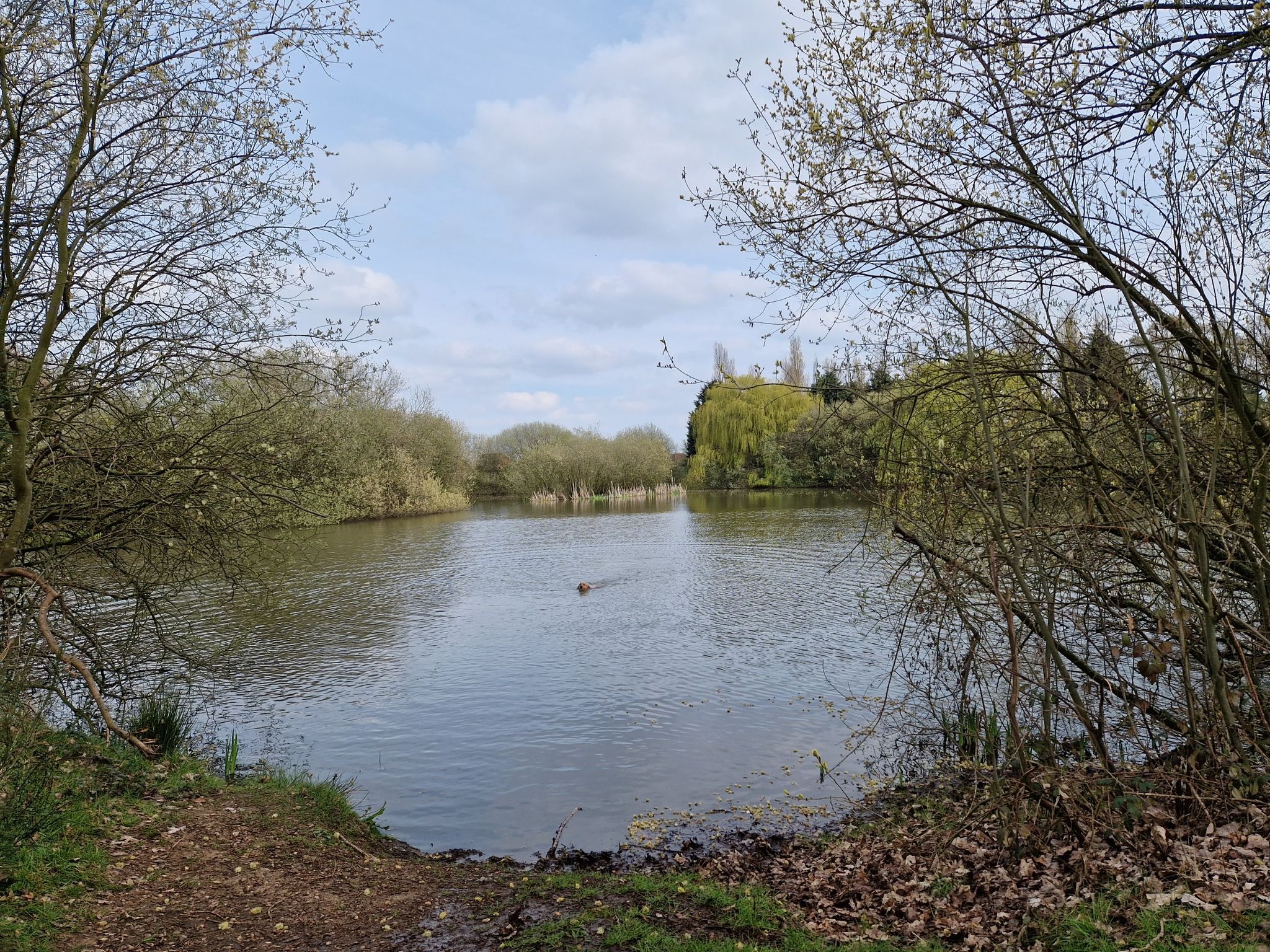 Elsa retrieving her ball from a once tranquil lake!