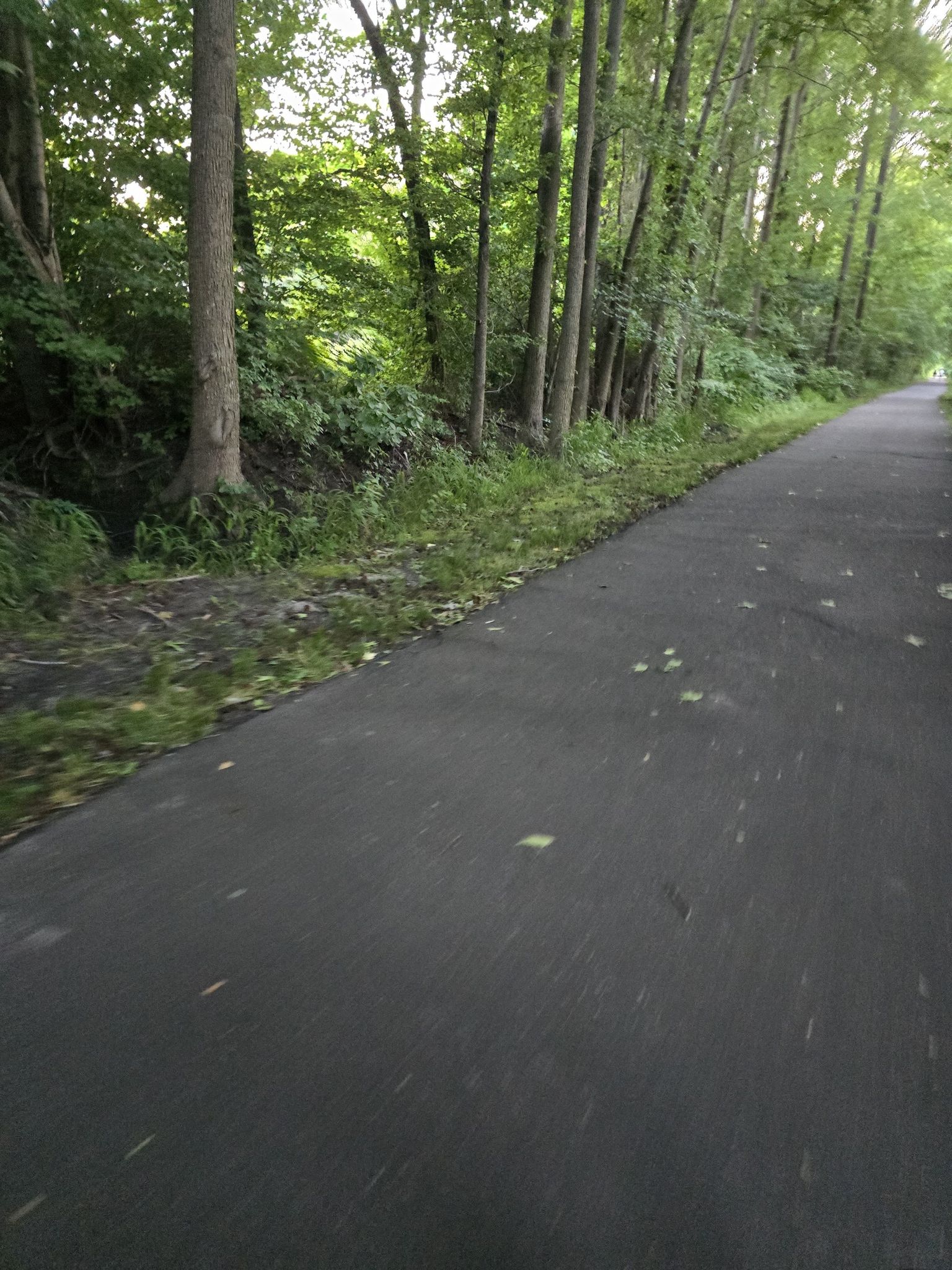 Paved path alongside a dense green forest with dappled sunlight. - Henry Hudson Trail and Keansburg Loop