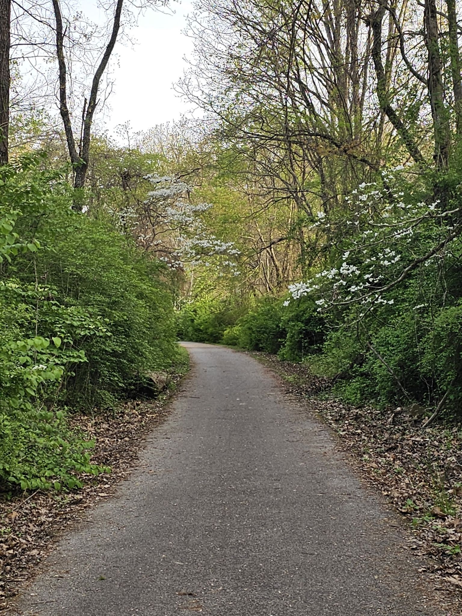 Paved path through a forest with green foliage and white flowering trees. - Huckleberry Trail loop from Merrimac