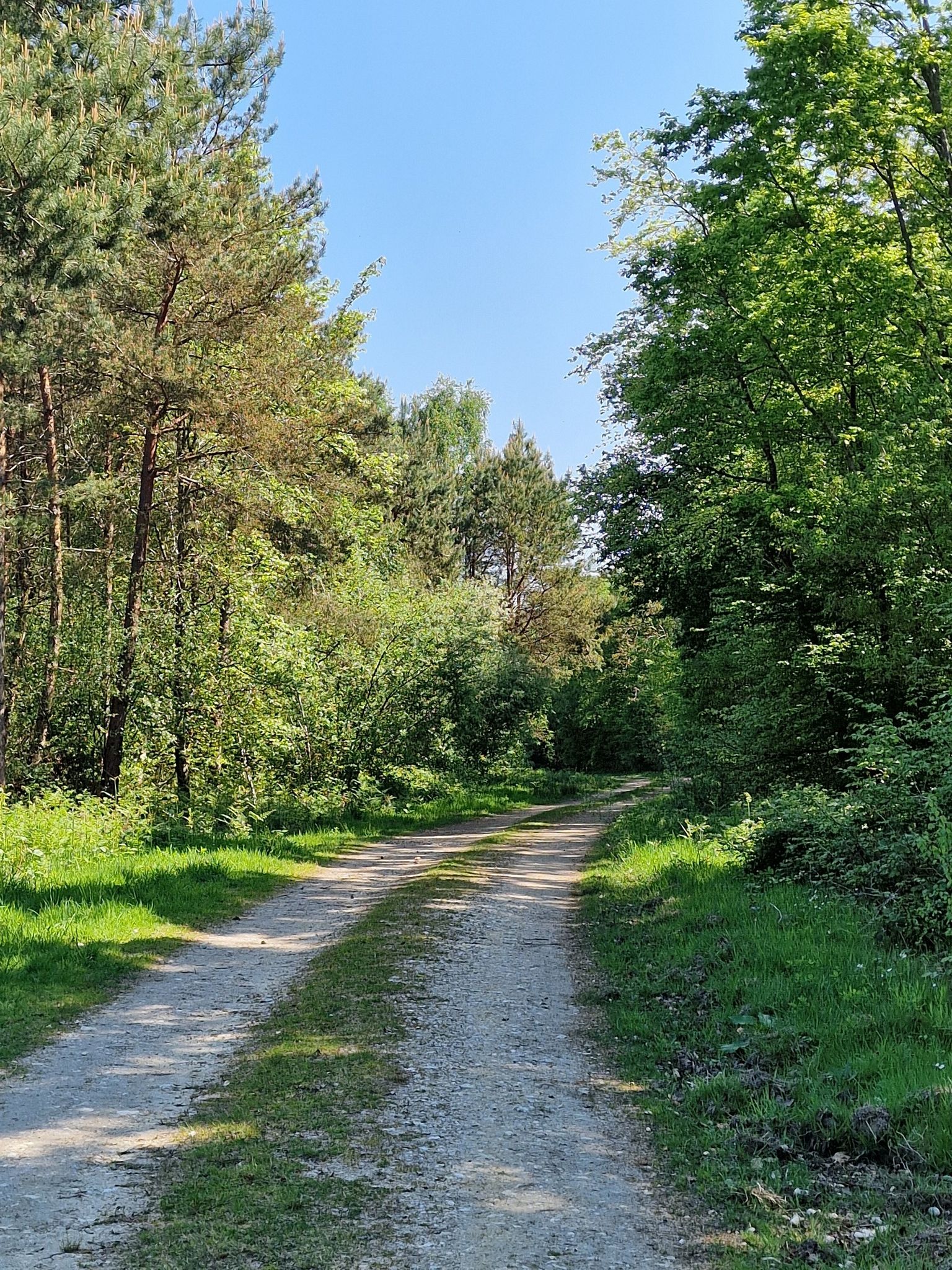 Même bois, autre paysage !