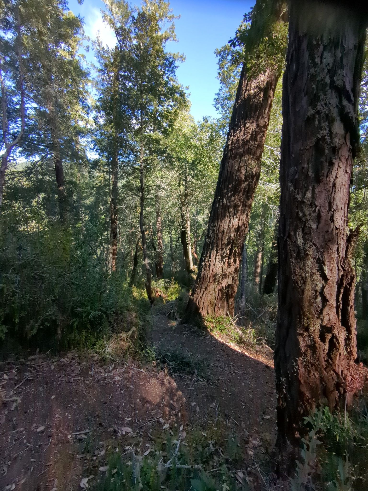 steep but on an appropriate trail