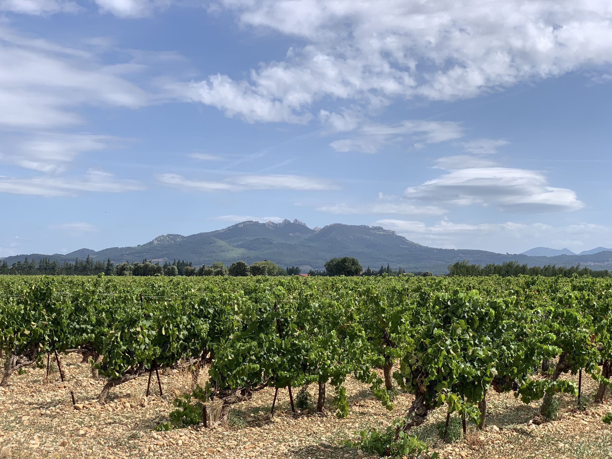 Côtes du Rhône!