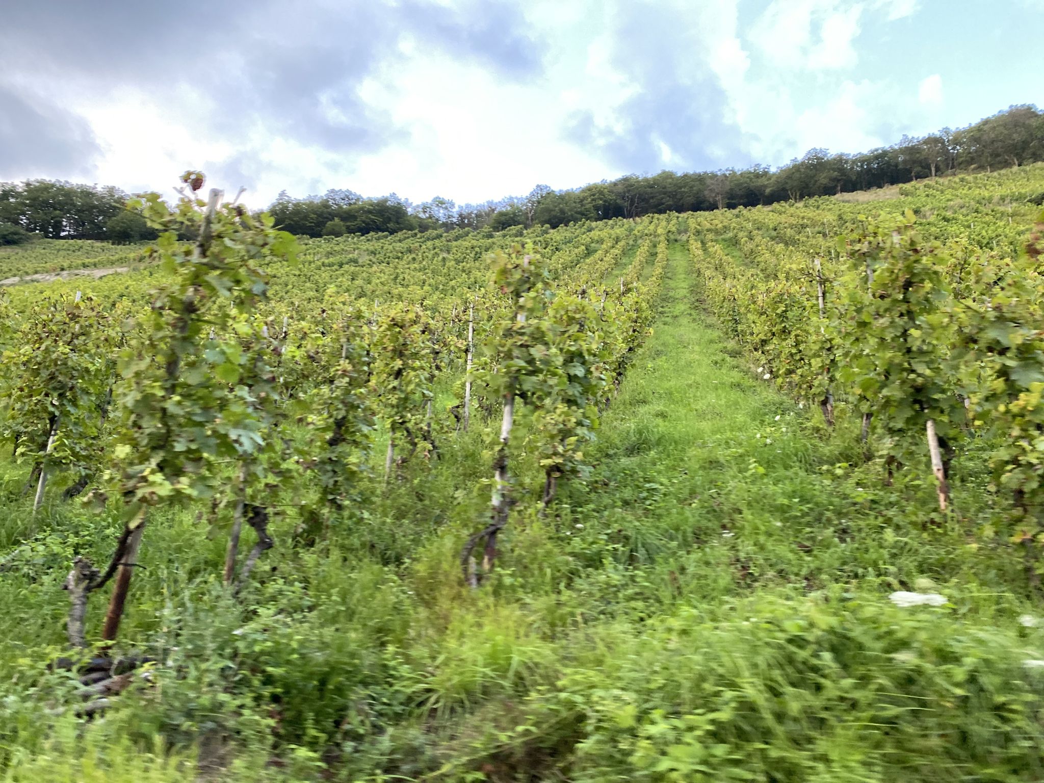 Obernhof: erste Weinlagen Lahn