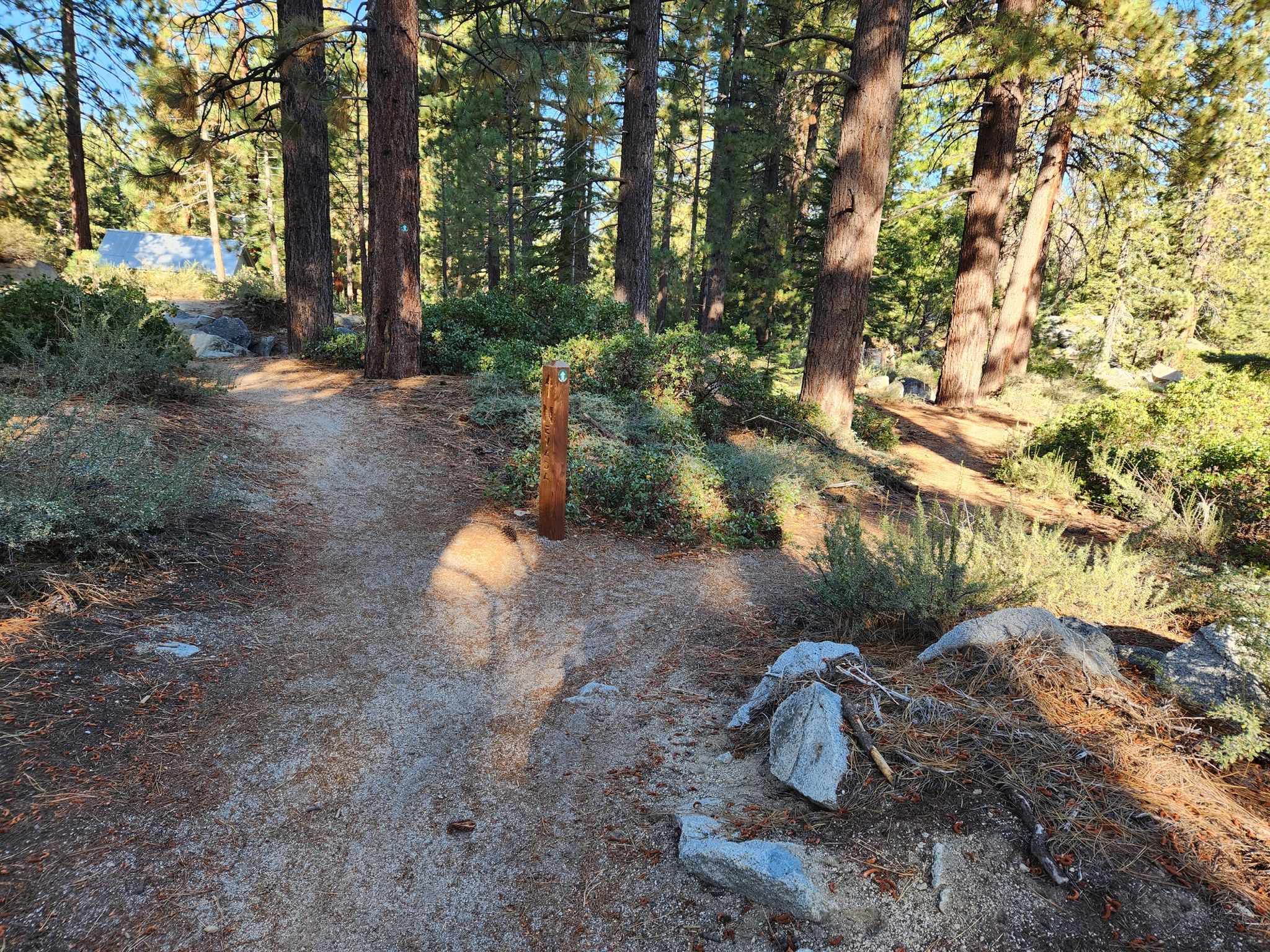 A sunlit dirt path through a pine forest with a wooden marker. - Barn Trail