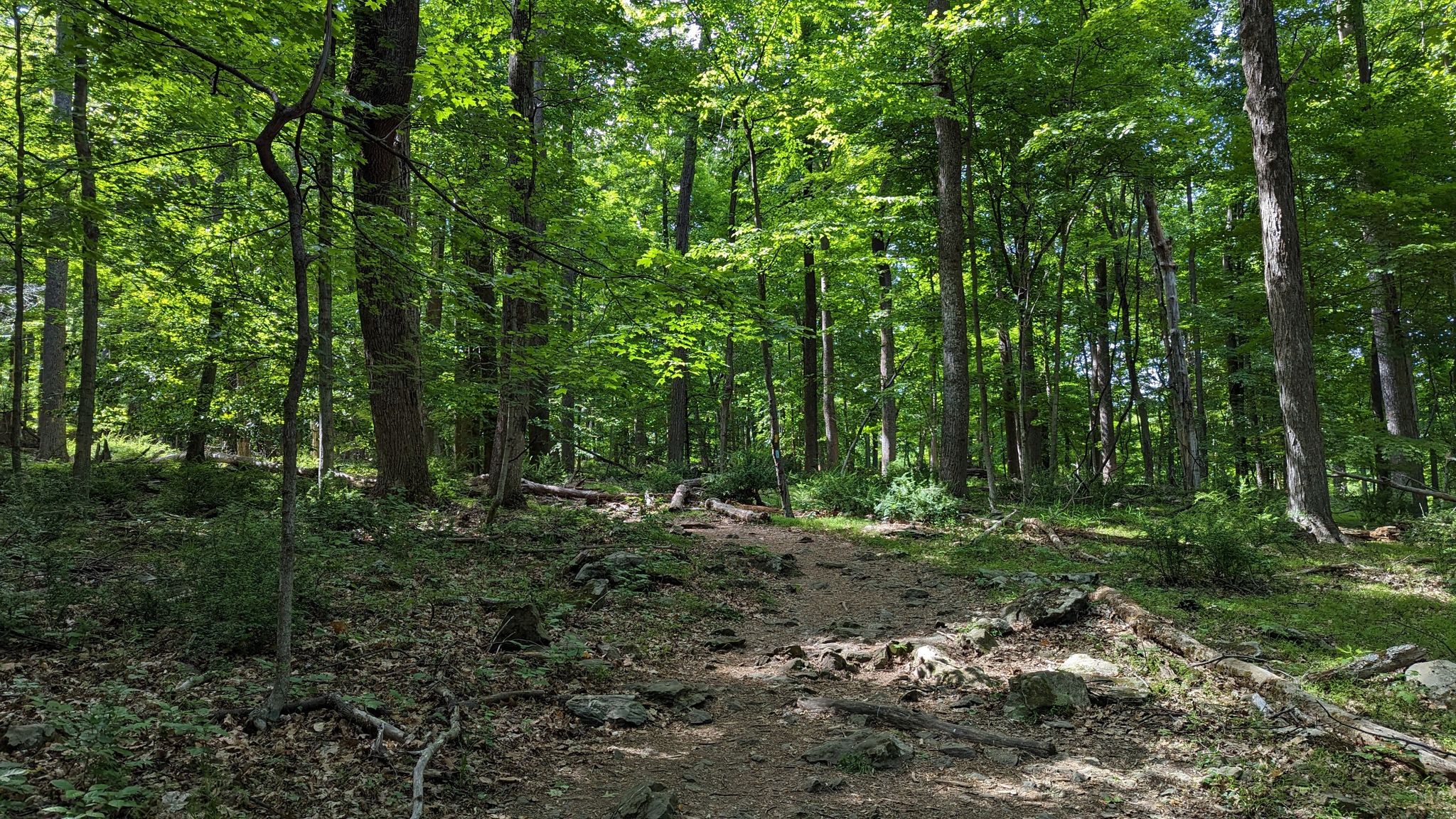 A dirt path winds through a lush green forest with dappled sunlight. - Cliff Trail and Lower Trail Loop