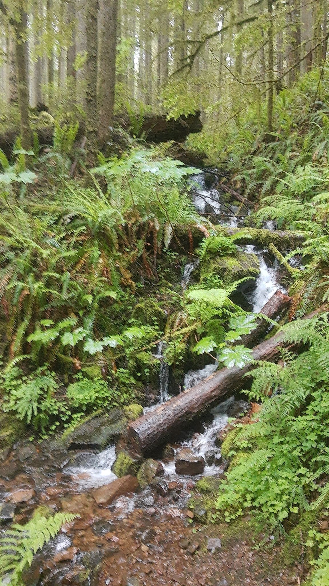 A small stream cascades over rocks and logs in a vibrant, fern-filled forest. - Huffman Peak Trail #129
