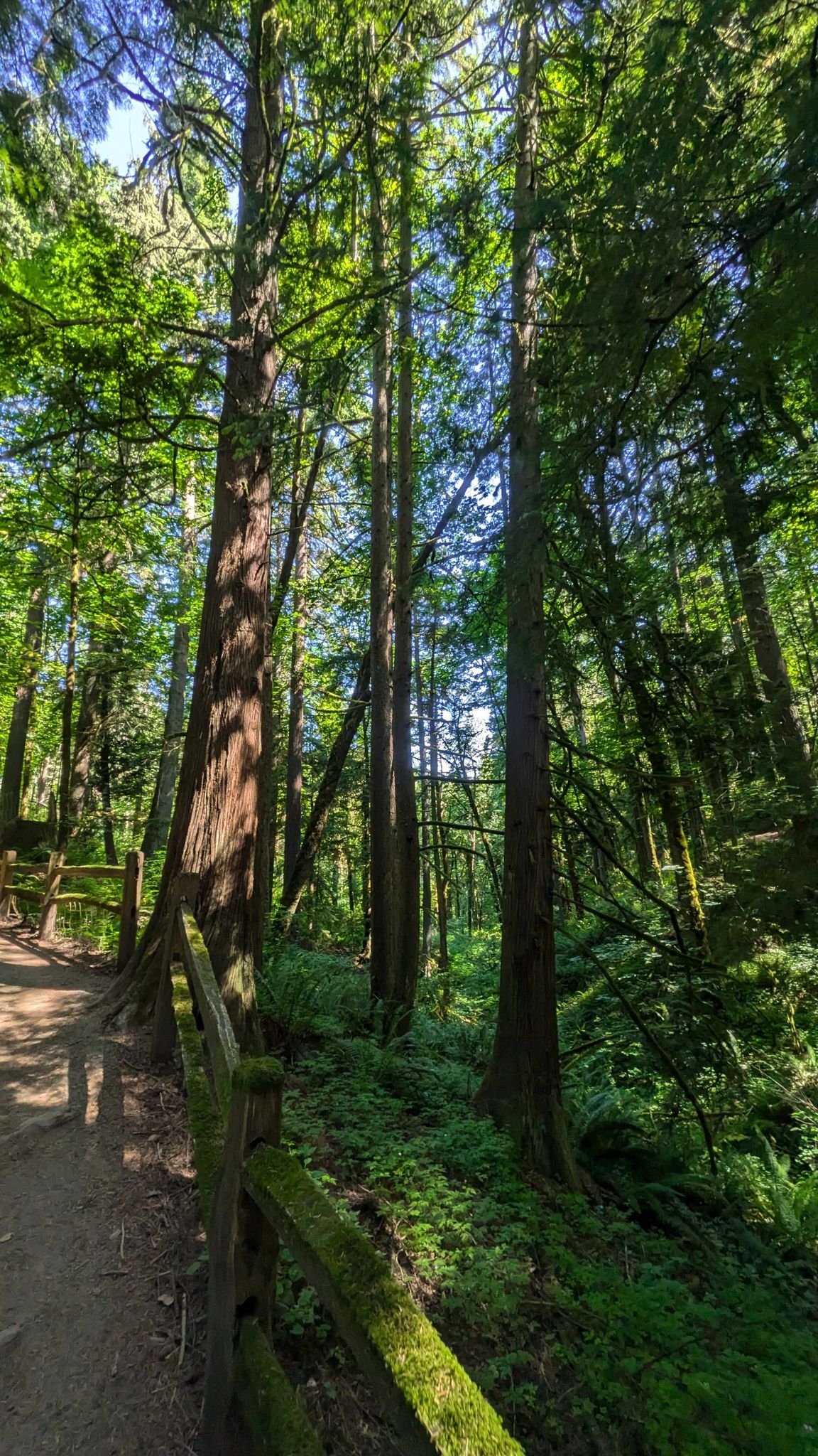 Sunlight filters through tall, mossy trees onto a dirt path with a fence. - Barbara Walker Crossing – Redwood Deck, Hoyt Arboretum loop from Washington Park