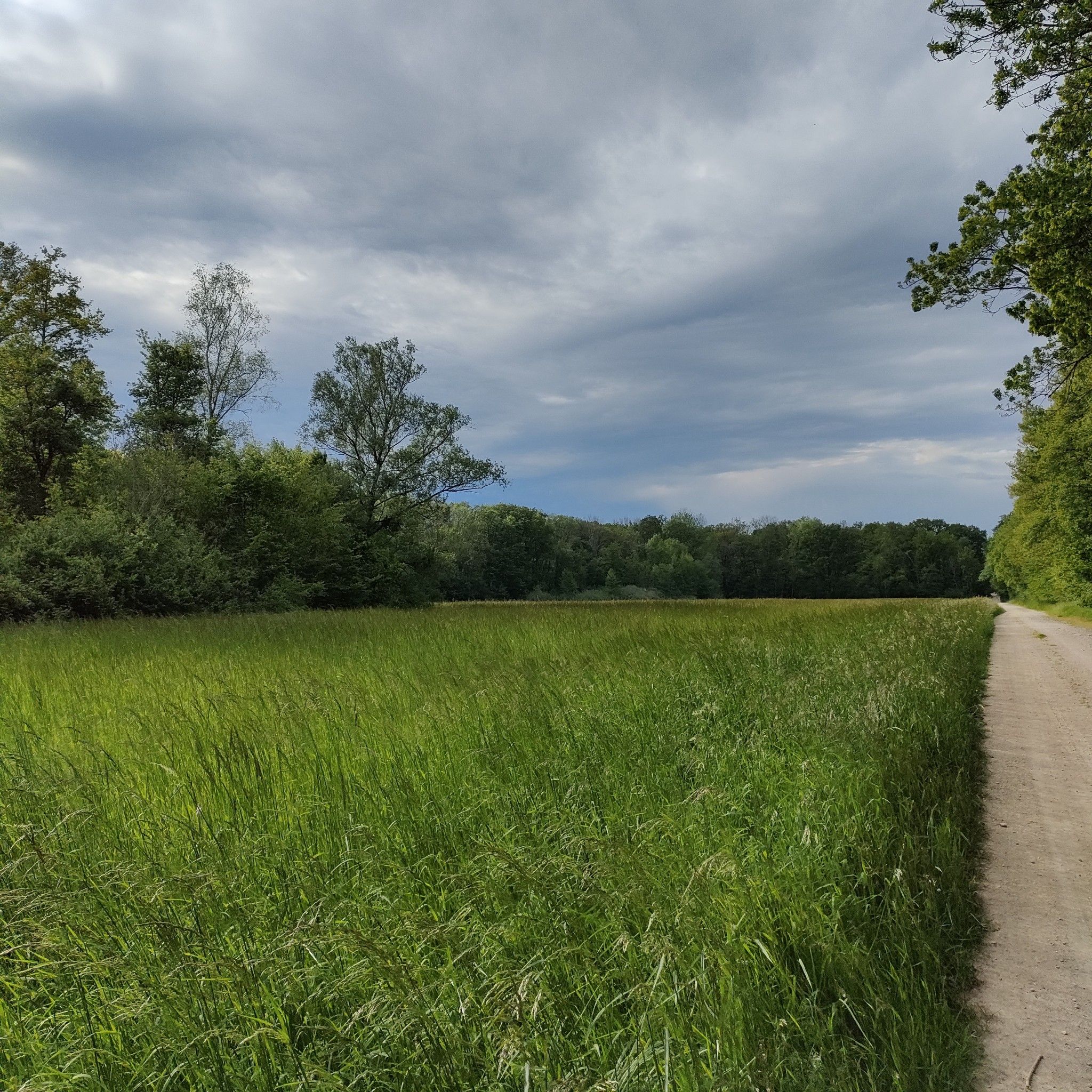 entre champ et forêt