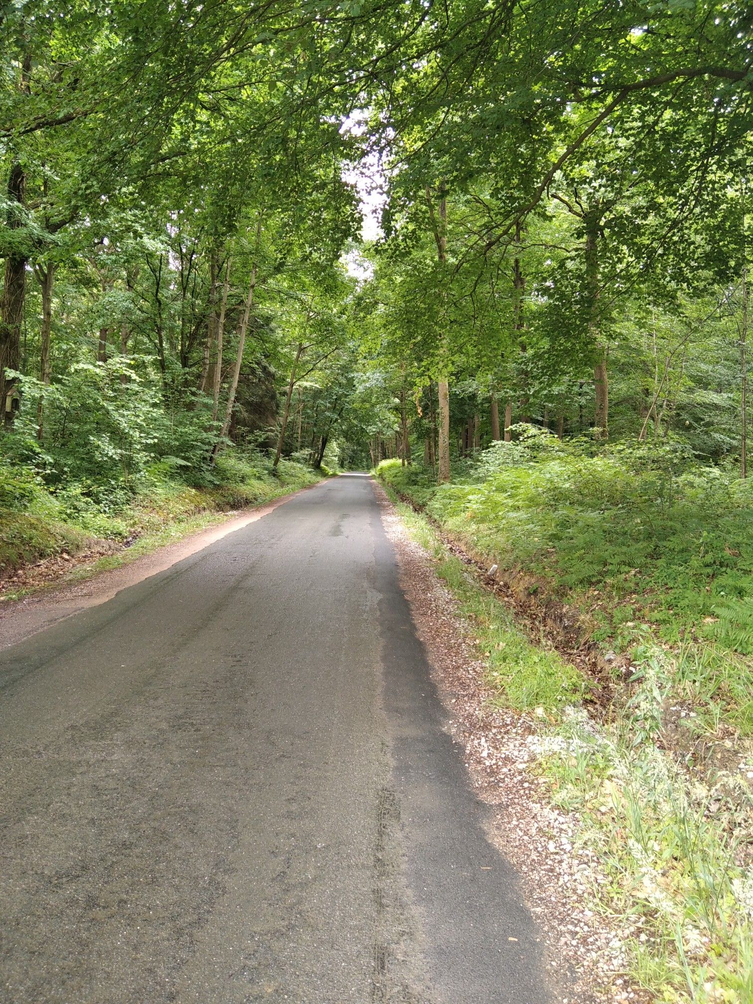 Jolie forêt