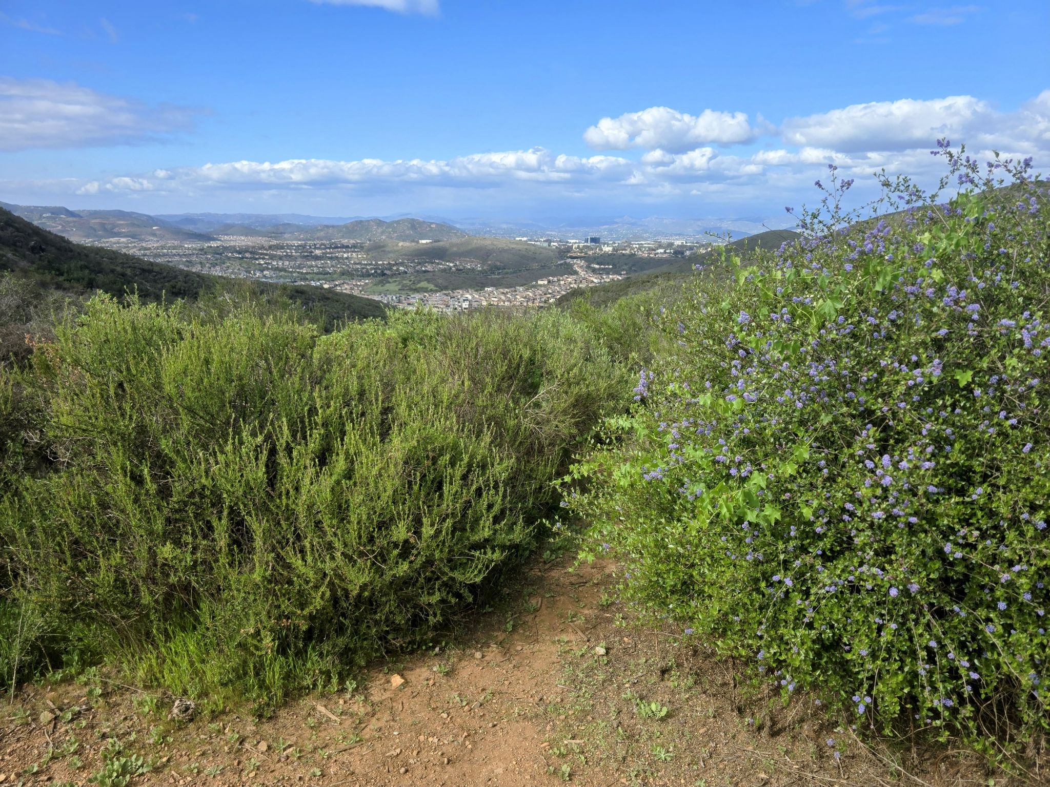 Dirt path through dense green and purple flowering bushes overlooking a valley. - Black Mountain loop from Black Mountain Ranch